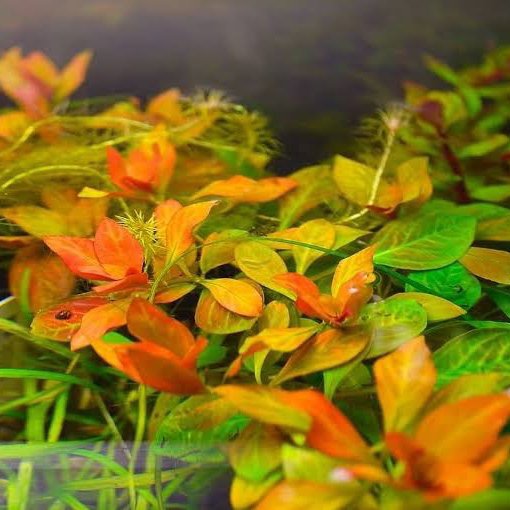 TCulture Ludwigia Dark Orange Aquatic Plant (TC Cup) - Perfect for Aquascaping, Fish Tanks & Freshwater Aquariums