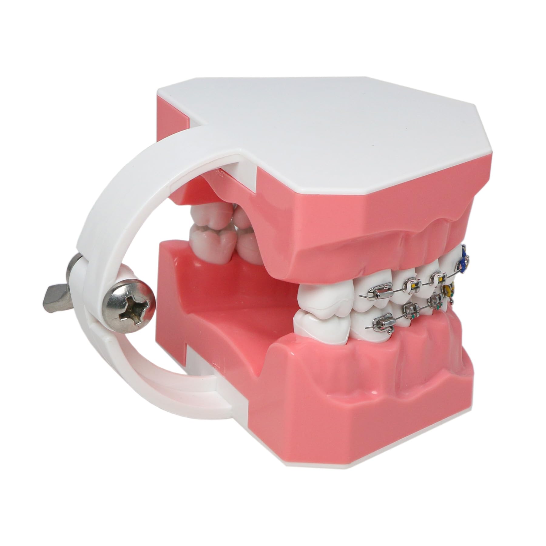 Orthodontic Dental Typodont Teeth Model with Metal Wires & Clear Braces - Teaching Demonstration Kit for Clinical Education, Dental Students & Professionals - Perfect for Classroom Training, Practice & Patient Education