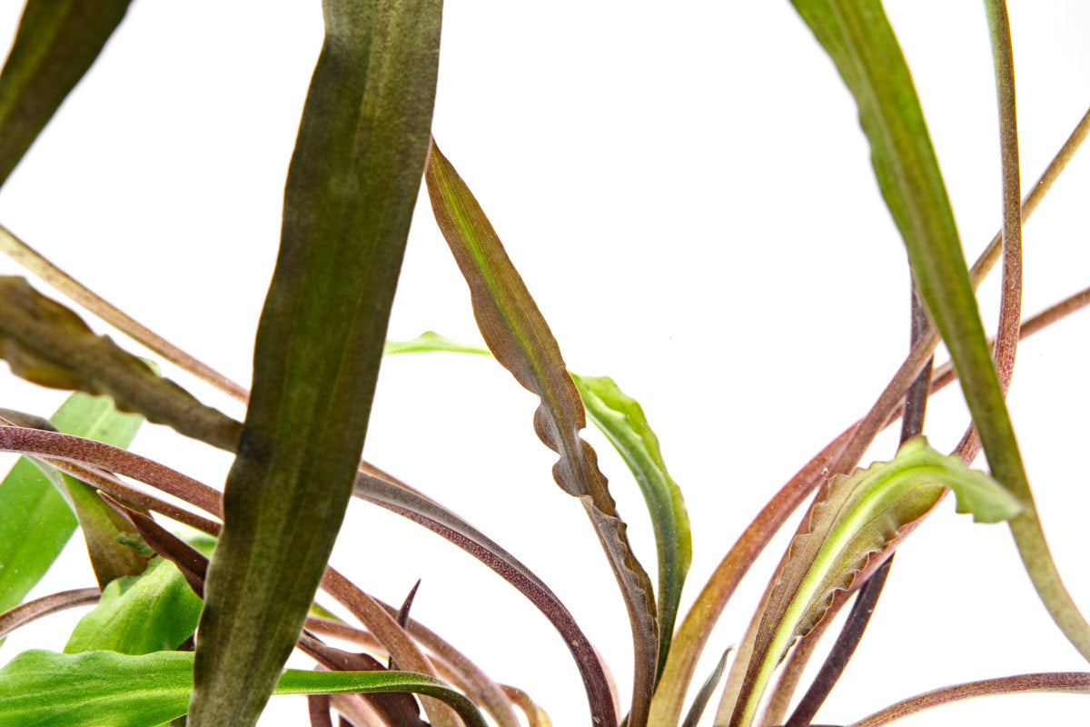 Cryptocoryne Spiralis Tiger Live Aquarium Plant - Rare Freshwater Aquatic Plant for Fish Tanks, Aquascaping & Low-Tech Planted Aquariums - Perfect for Beginners & Shrimp Tanks