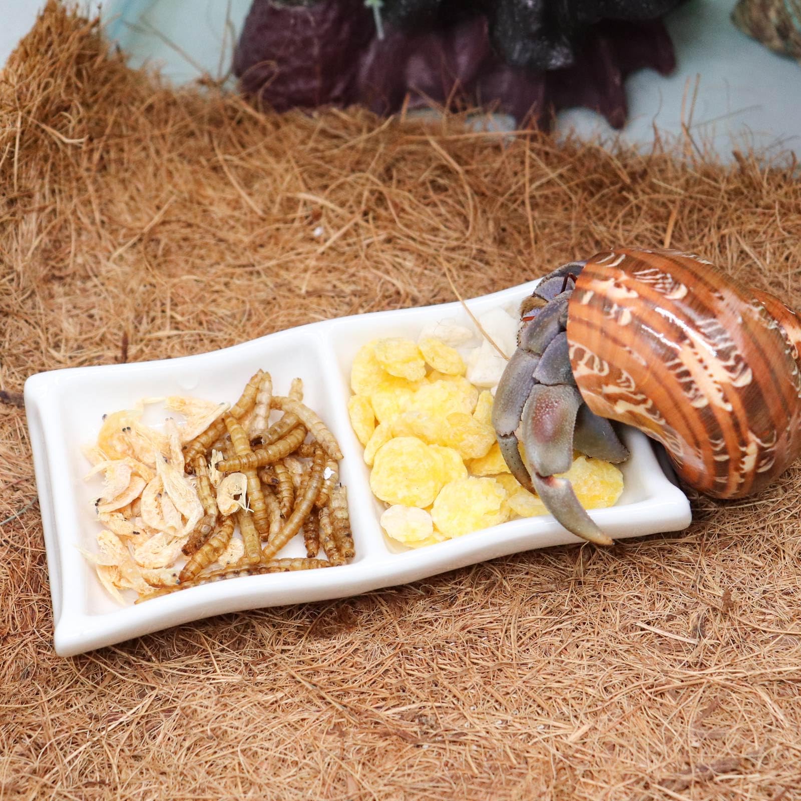 3 Pcs Hermit Crab Ceramic Food & Water Bowls - Mini Feeding Dish Set for Hermit Crabs, Tarantulas, Snails - Perfect for Reptile Terrariums and Small Pet Habitats