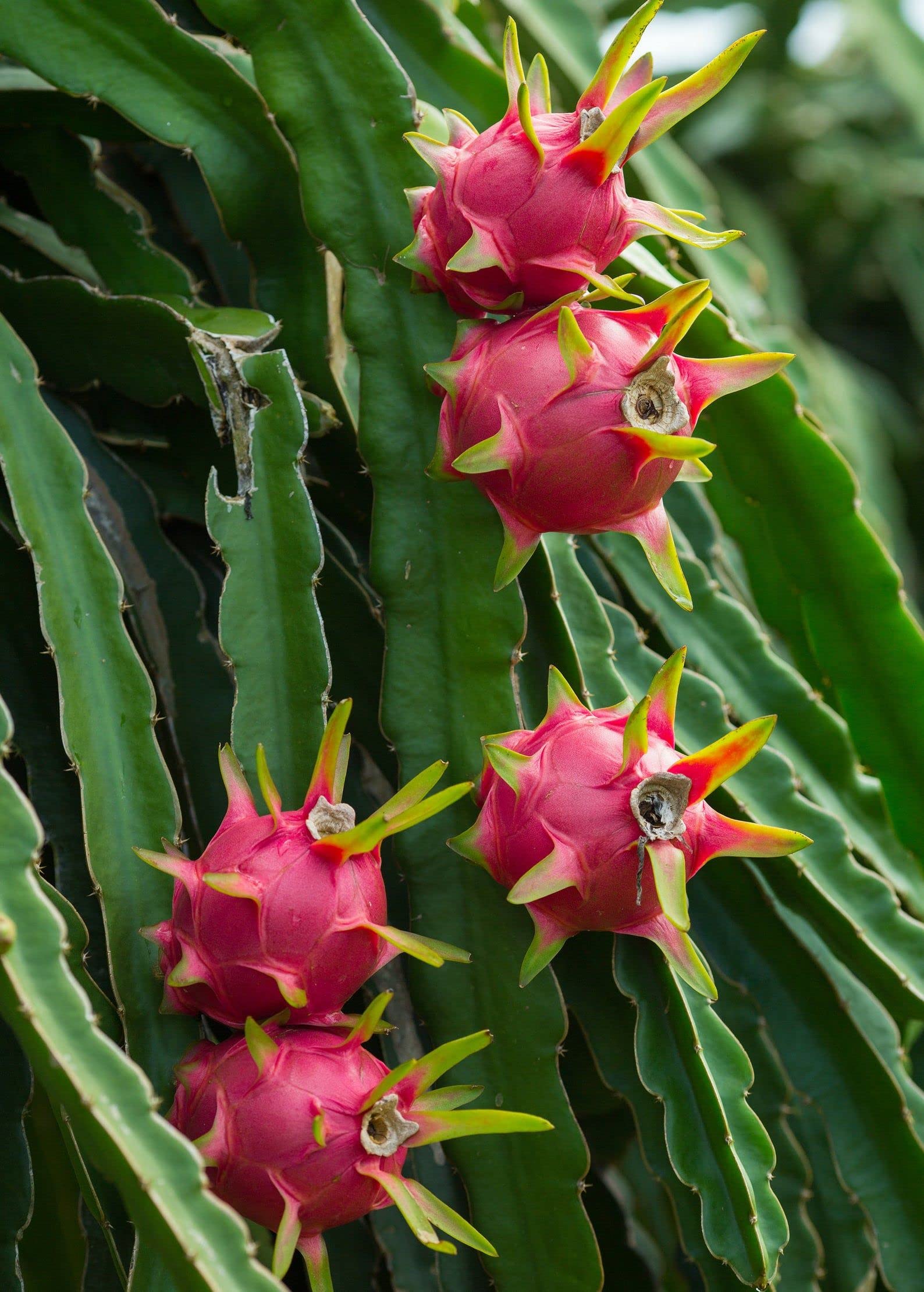 Dragon Fruit Tree (Hylocereus Undatus) - 5 Live Plants in 4 Inch Pots - Edible Tropical Fruit Plant from Florida - Perfect for Home Gardens, Patio Decor & Fresh Fruit Harvesting