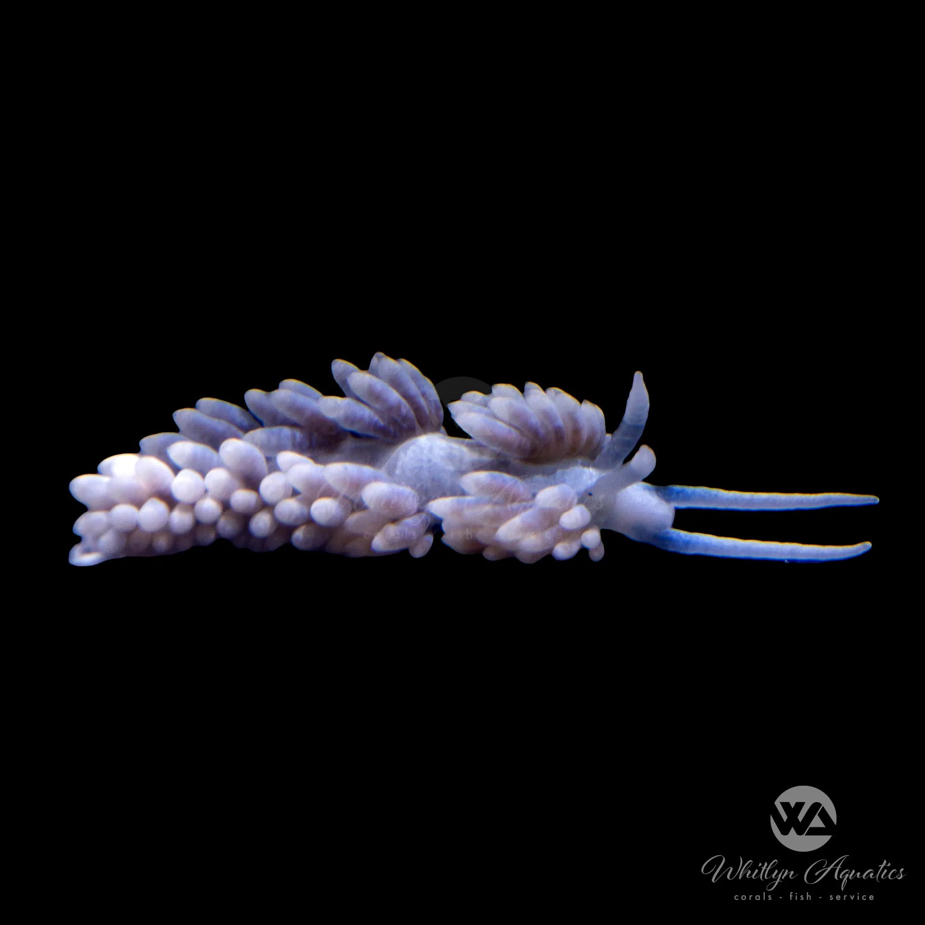 Berghia Nudibranch (5 Pack) - Natural Aiptasia Eaters for Saltwater Aquariums | Reef Tank Pest Control Solution