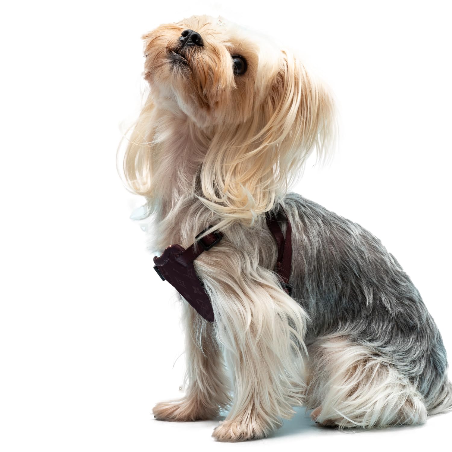 No-Pull Adjustable Soft Padded Dog Harness for Small Dogs & Puppies - Reflective Oxford Vest with Control Handle (VV Pattern, XS) | Perfect for Walking, Training & Outdoor Adventures