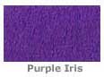 Purple Iris