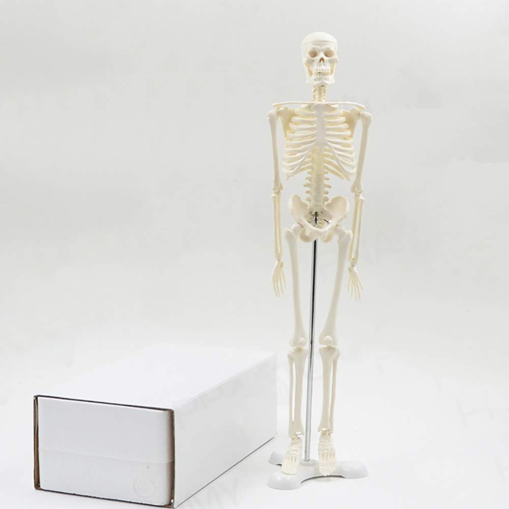 KEZaiZHe 11-Inch Halloween Human Skeleton Model - Movable Anatomical Toy with Skull & Full Body Bones - Educational Medical Science Toy for Kids - Perfect for Halloween Decor, Classroom Learning & STEM Education