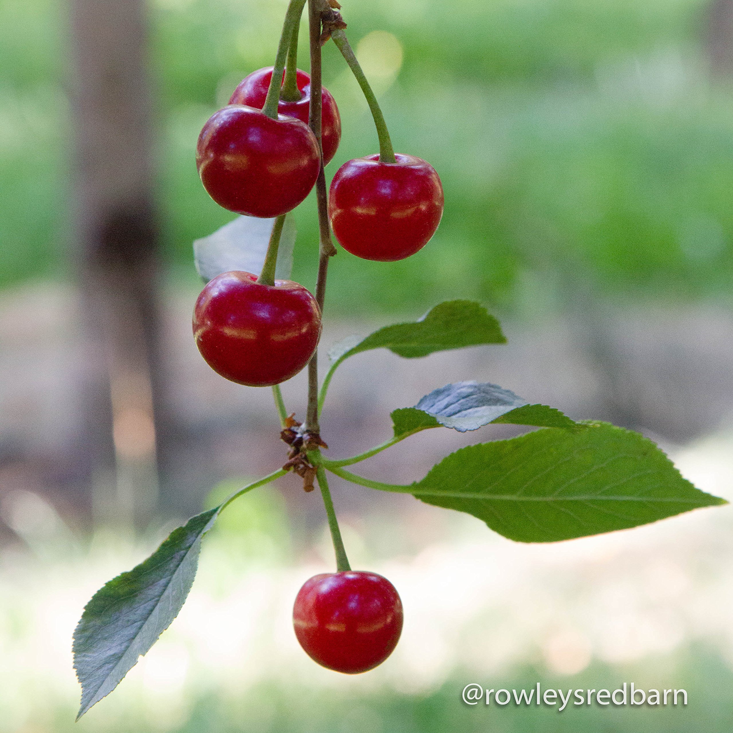 Organic Montmorency Tart Cherries Dried No Sugar Added - 1 Pound Bulk Bag | Perfect for Baking, Snacking, Smoothies & Trail Mix