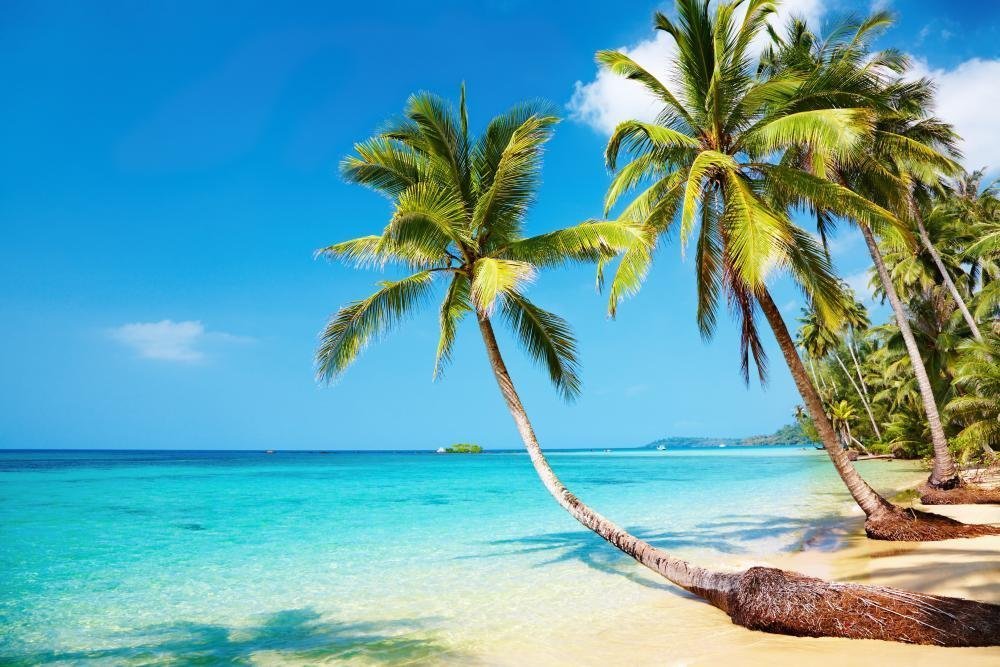 Tropical Beach Peel and Stick Wall Decal - 72