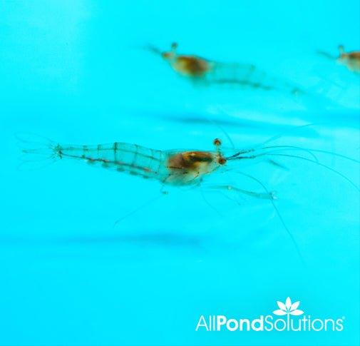 Premium Glass Shrimp (Macrobrachium Lanchesteri) - Live Freshwater Aquarium Shrimp for Fish Tanks, Nano Tanks & Aquatic Ecosystems - Perfect for Shrimp Breeding, Aquascaping & Natural Algae Control