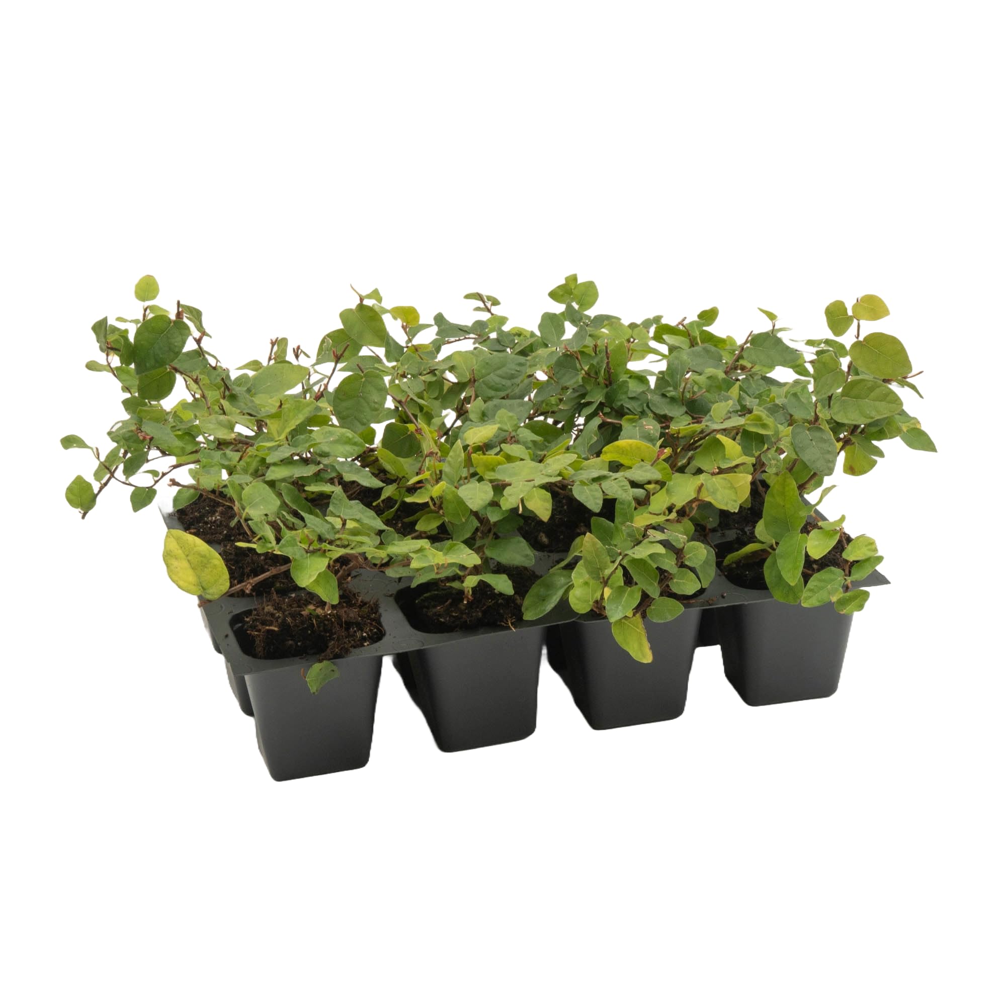 12 Creeping Fig Live Plants - Ficus Repens Fast-Growing Climbing Vine in 2.5