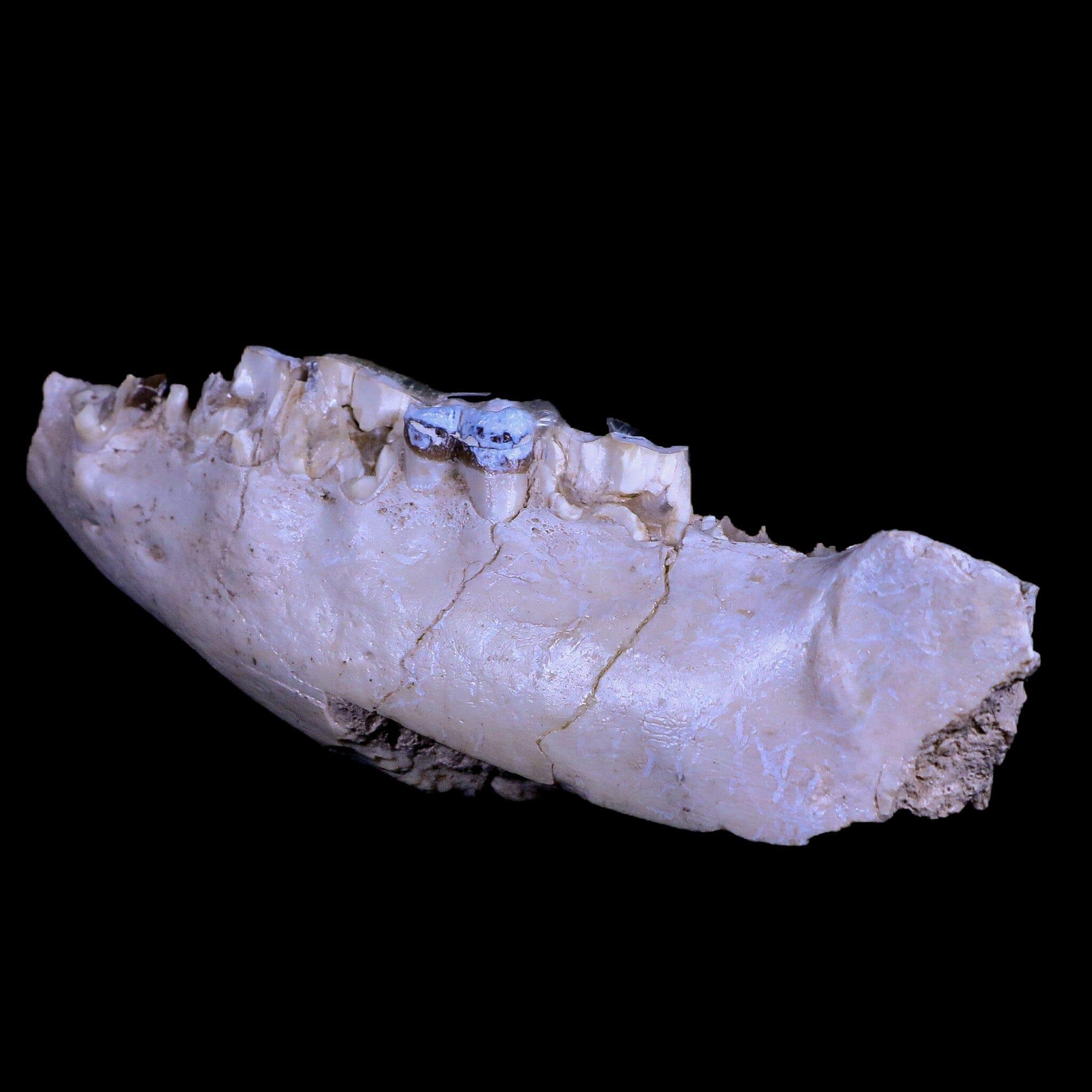 Authentic Hyracodon Nebrascensis Fossil Jaw Teeth - Prehistoric Running Rhino Specimen from South Dakota Badlands - Perfect for Paleontology Collectors & Science Education Displays