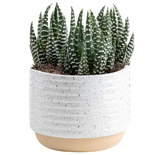 Indoor Garden Plant Pot