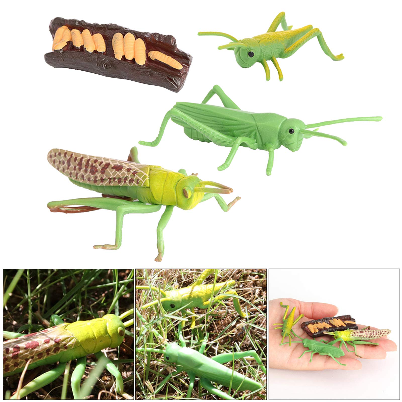 Nature Grasshopper Growth Life Cycle Playset - Educational STEM Toy for Kids, Insect Learning Kit for Science & Imagination Development - Perfect for Classroom, Homeschooling & Outdoor Exploration