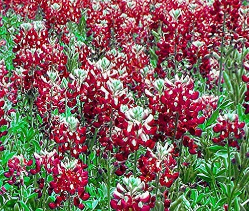 Premium MITRAEE Red Texas Bluebonnet Flower Seeds for Planting - Beautiful Wildflower Garden, Landscaping & Pollinator-Friendly Yard Decor