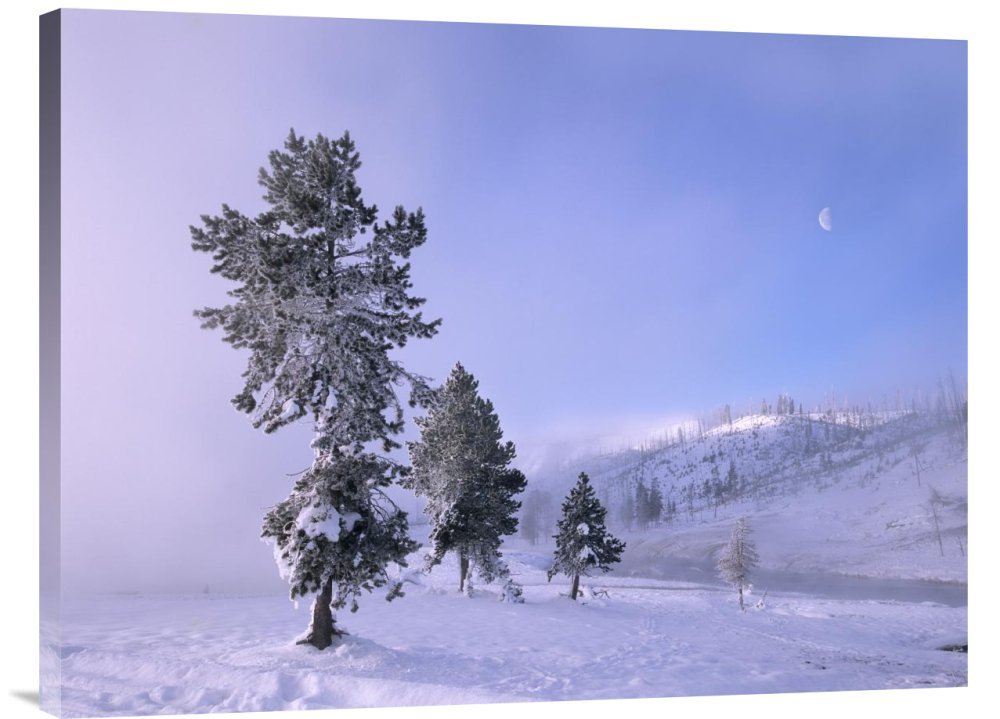 Tim Fitzharris Snow Covered Pines with Half Moon in Yellowstone National Park Wyoming - Gallery Wrap Giclee Canvas Print Wall Art - Nature Landscape Decor for Living Room, Bedroom & Office