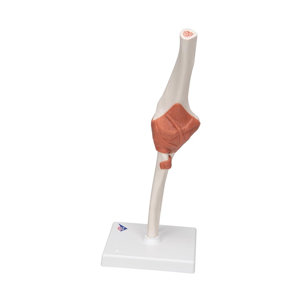 Functional Elbow Joint Model - Anatomical Medical Demonstration Tool for Students & Professionals | Ideal for Classroom, Lab & Physical Therapy Training