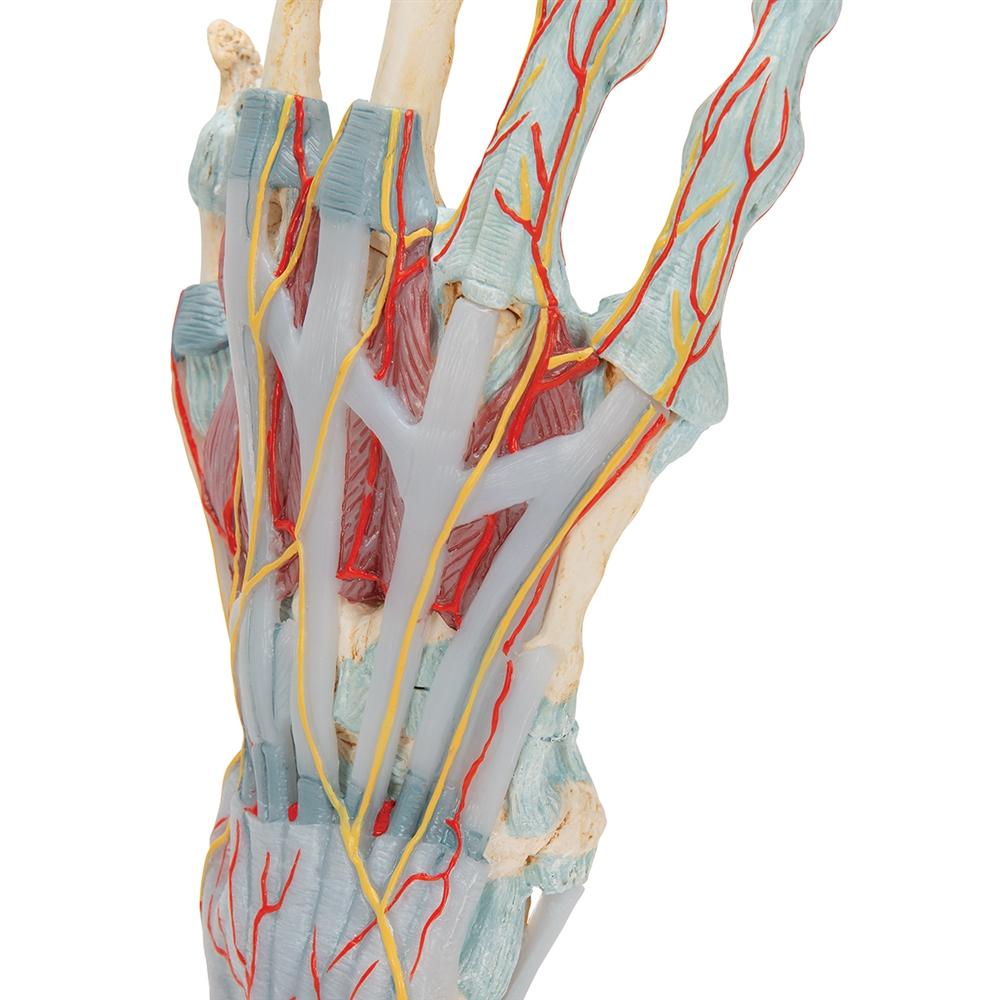 Hand Skeleton Model with Ligaments & Muscles - Anatomical Study Tool for Medical Students & Doctors | Perfect for Classroom, Lab & Medical Office Use