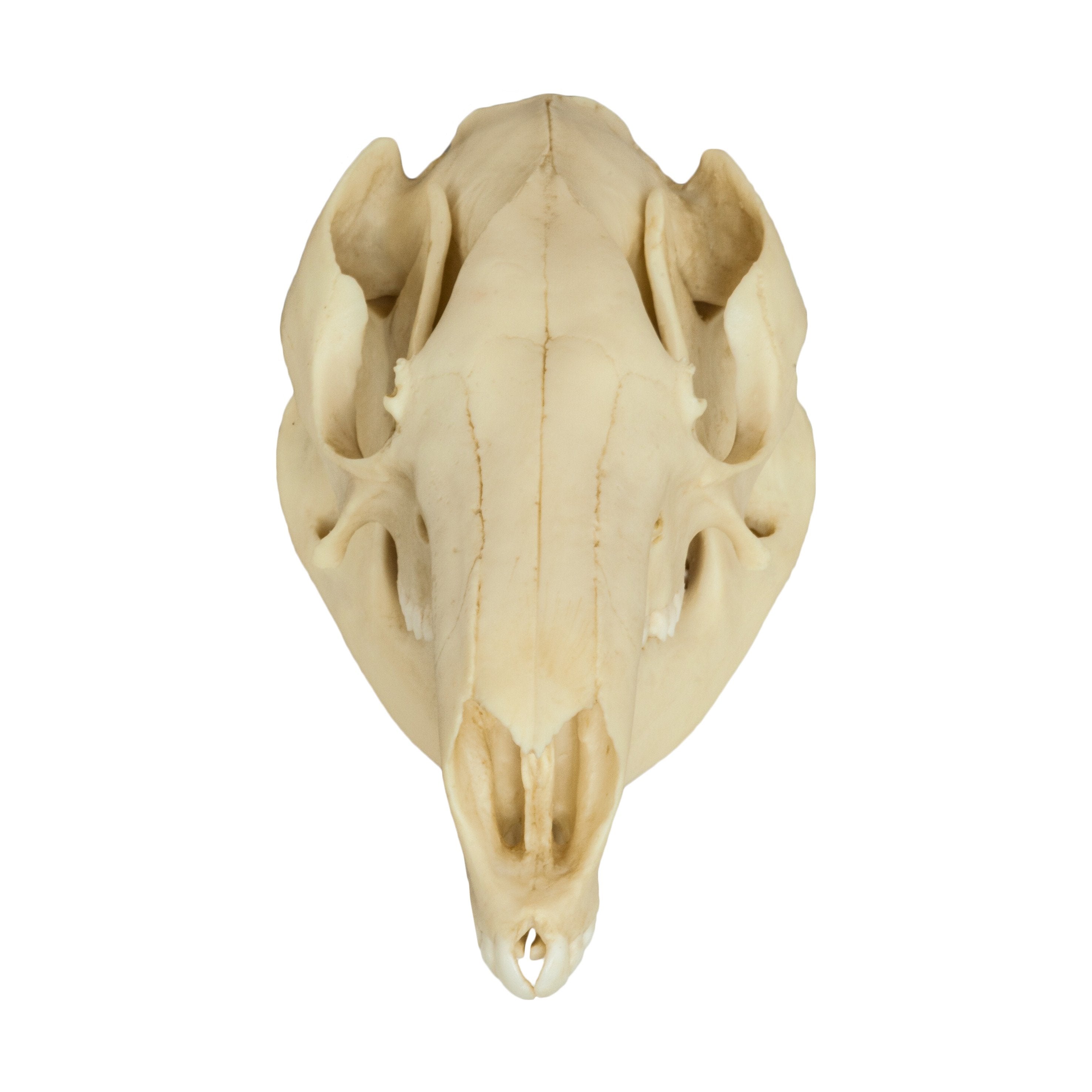 Authentic Replica Red Kangaroo Skull - Lifelike Animal Skull Model for Home Decor, Halloween Props, and Educational Displays