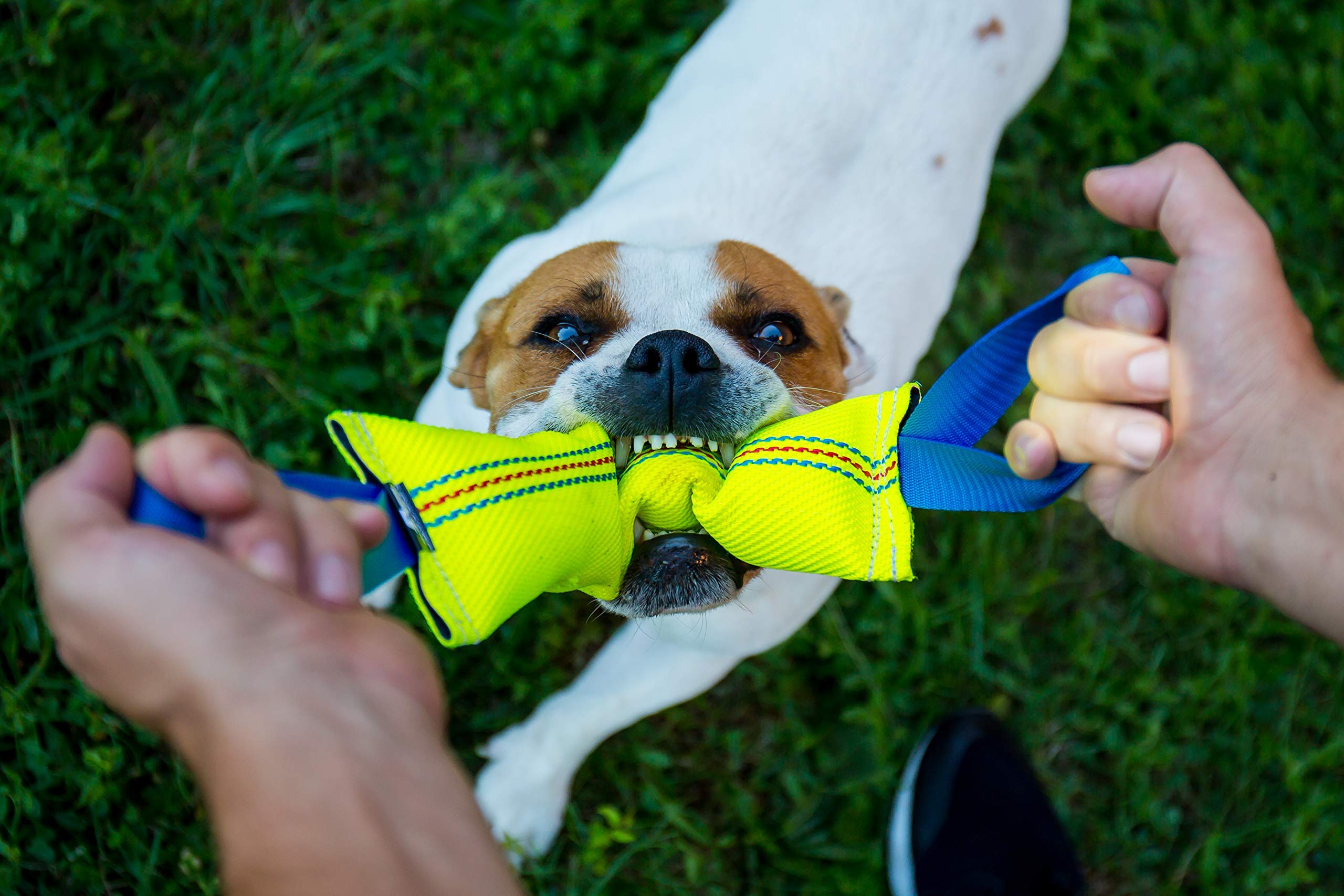 Bull Fit Dog Bite Tug Toy - Durable Chew Toy with 2 Reinforced Handles & Outdoor Bungee Rope - Perfect for Tug-of-War, Training, and Backyard Playtime