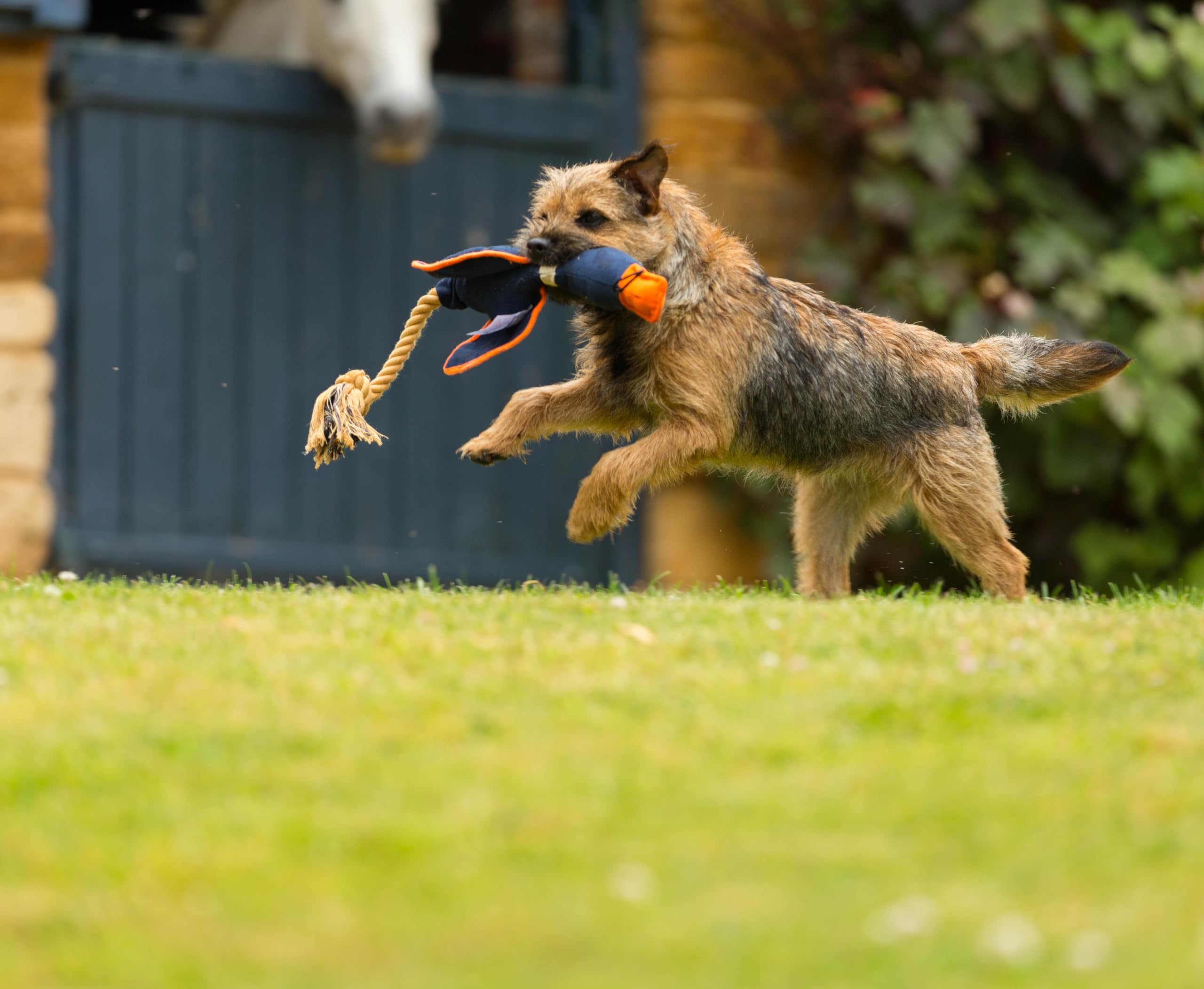 Durable Khaki Duck Canvas Dog Toy - Interactive Fetch & Tug of War Play for Active Dogs - Perfect for Outdoor & Indoor Playtime