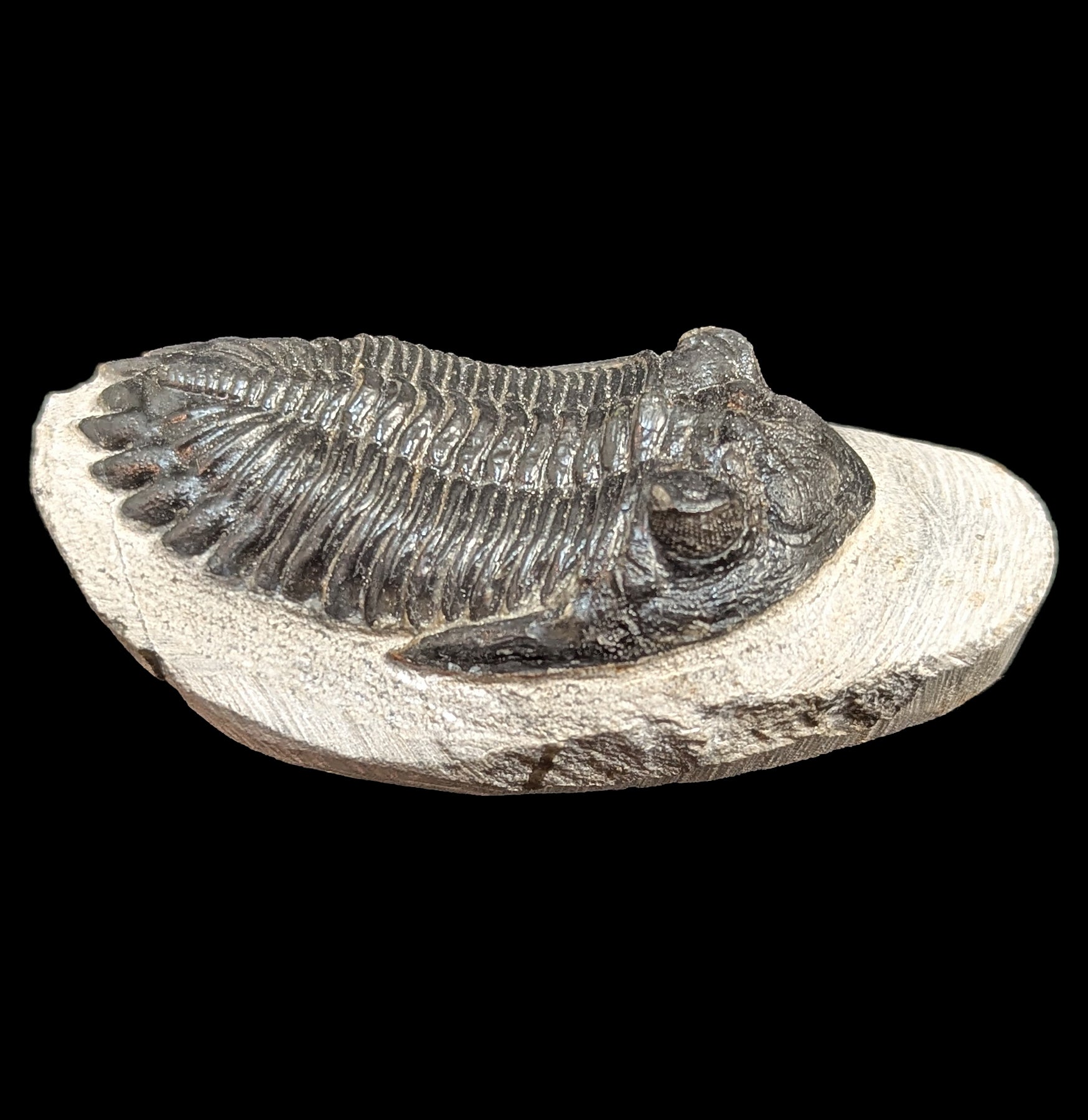 Hollardops Trilobite Fossil in Matrix - Authentic Prehistoric Specimen for Collectors, Education & Home Decor