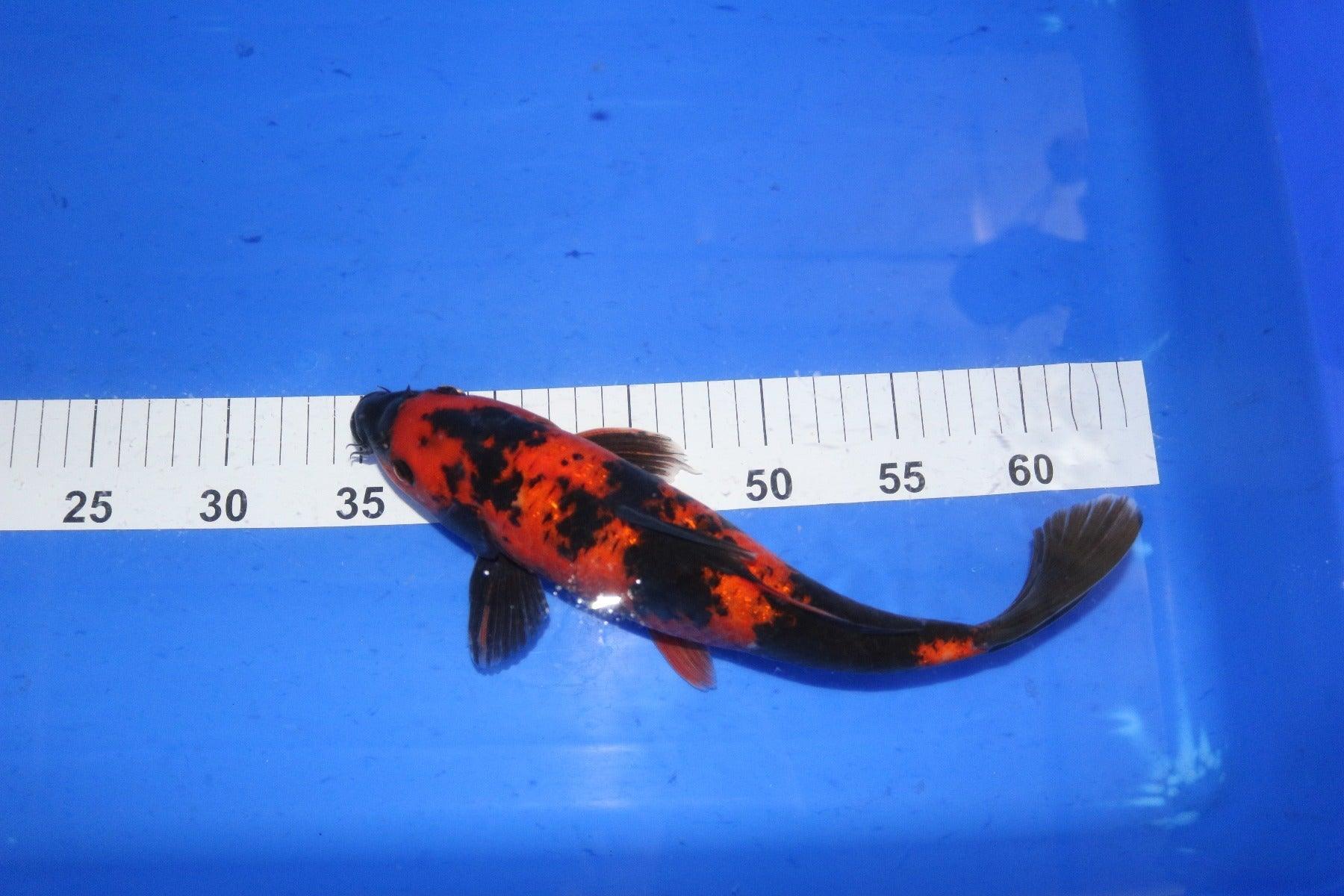 Hi Utsuri Koi Fish 10-12 Inch - Premium Japanese Koi for Ponds & Water Gardens | Perfect for Outdoor Decor & Aquarium Enthusiasts