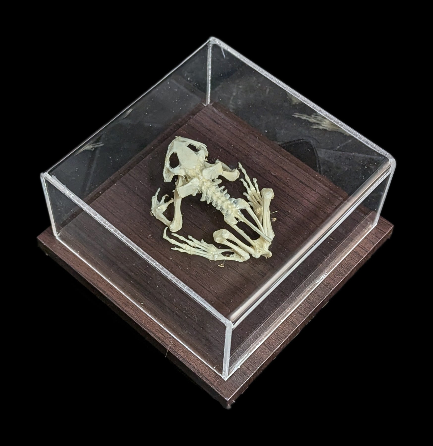 Articulated Toad Skeleton - Realistic Animal Anatomy Model for Science Education & Halloween Decor | Perfect for Biology Classrooms, Halloween Props & Gothic Home Decor