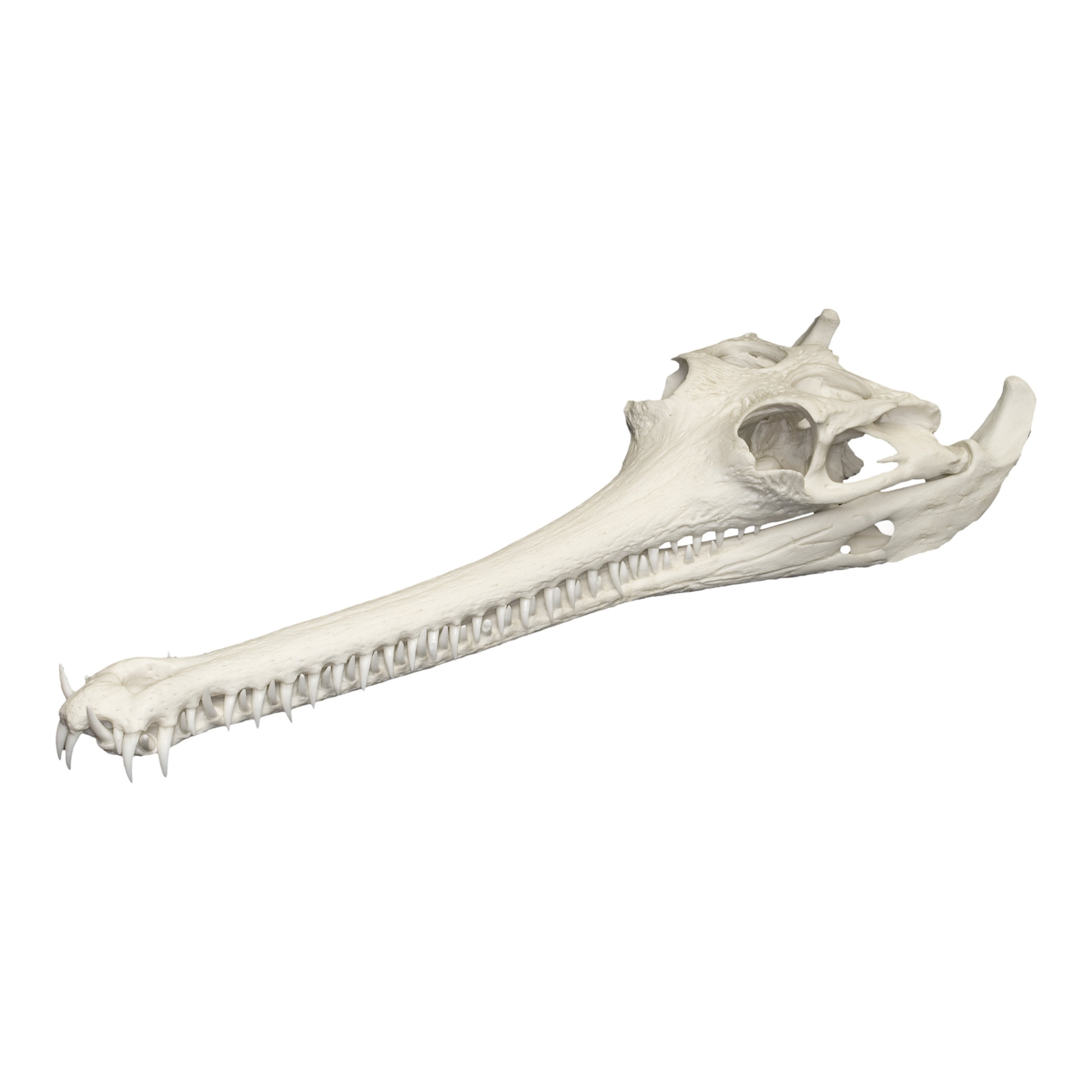 Authentic Replica Indian Gavial Skull - Handcrafted Crocodile Skull Decor for Home, Office & Halloween Display | Perfect for Gothic Decor, Taxidermy Collectors & Science Education