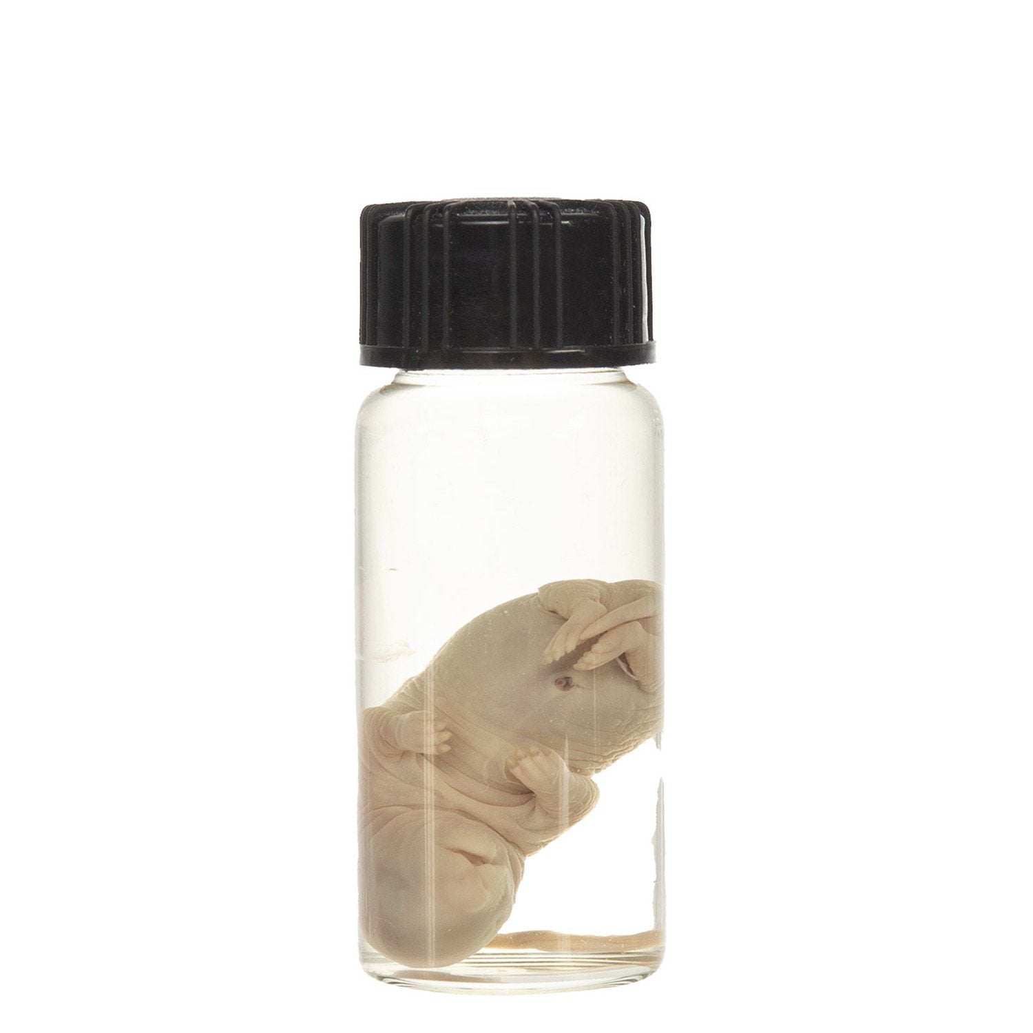 Real Squirrel Wet Specimen - Fetal (Single) - Perfect for Biology Study, Taxidermy Collection & Science Classroom Display