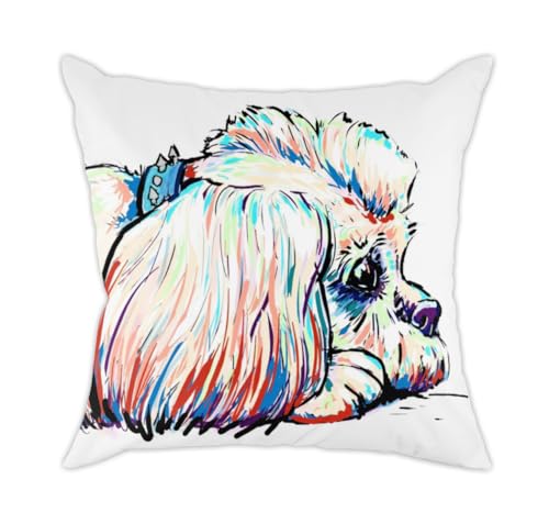 Shih Tzu B