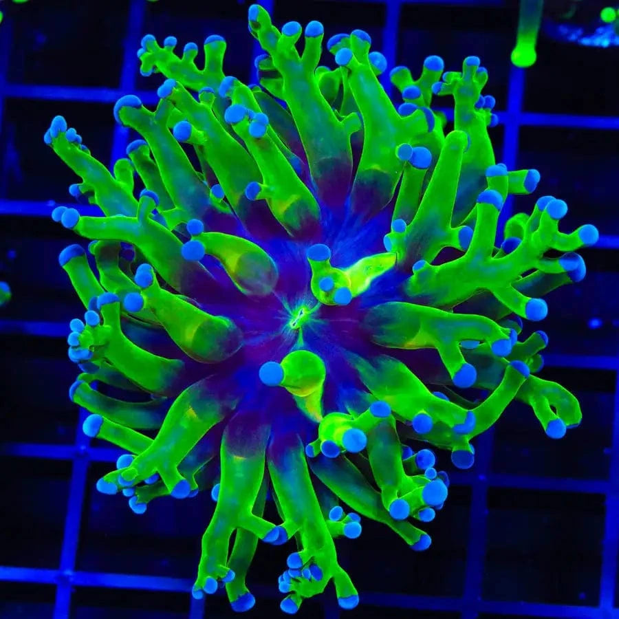 Bicolor Frogspawn Coral for Saltwater Aquarium - Vibrant LPS Coral for Reef Tanks & Marine Aquascaping