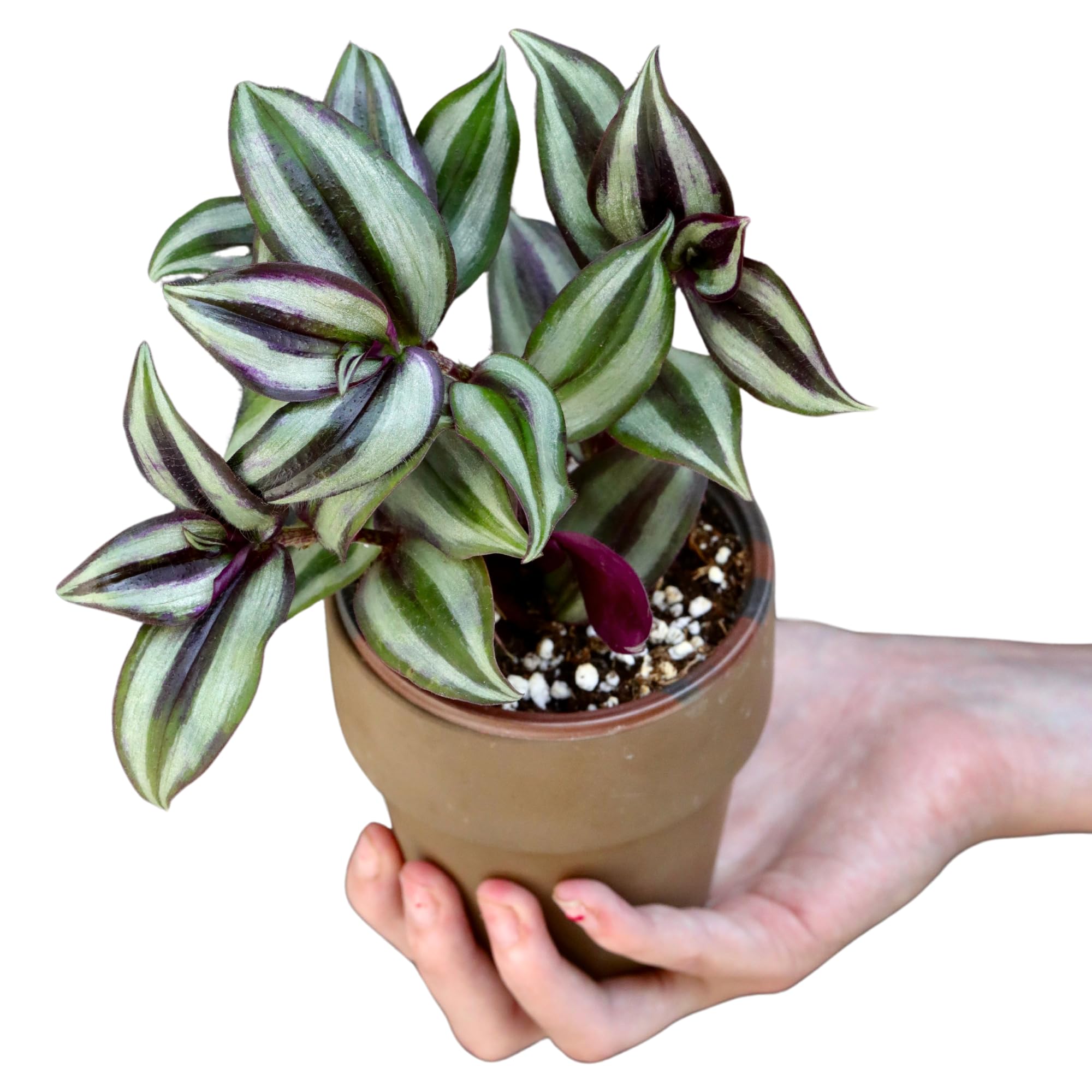 Live Silver Wandering Jew Plant in 3 Inch Pot - Low Maintenance Indoor Houseplant for Office & Home - Air Purifying Plant for Bedroom, Living Room & Low Light Spaces