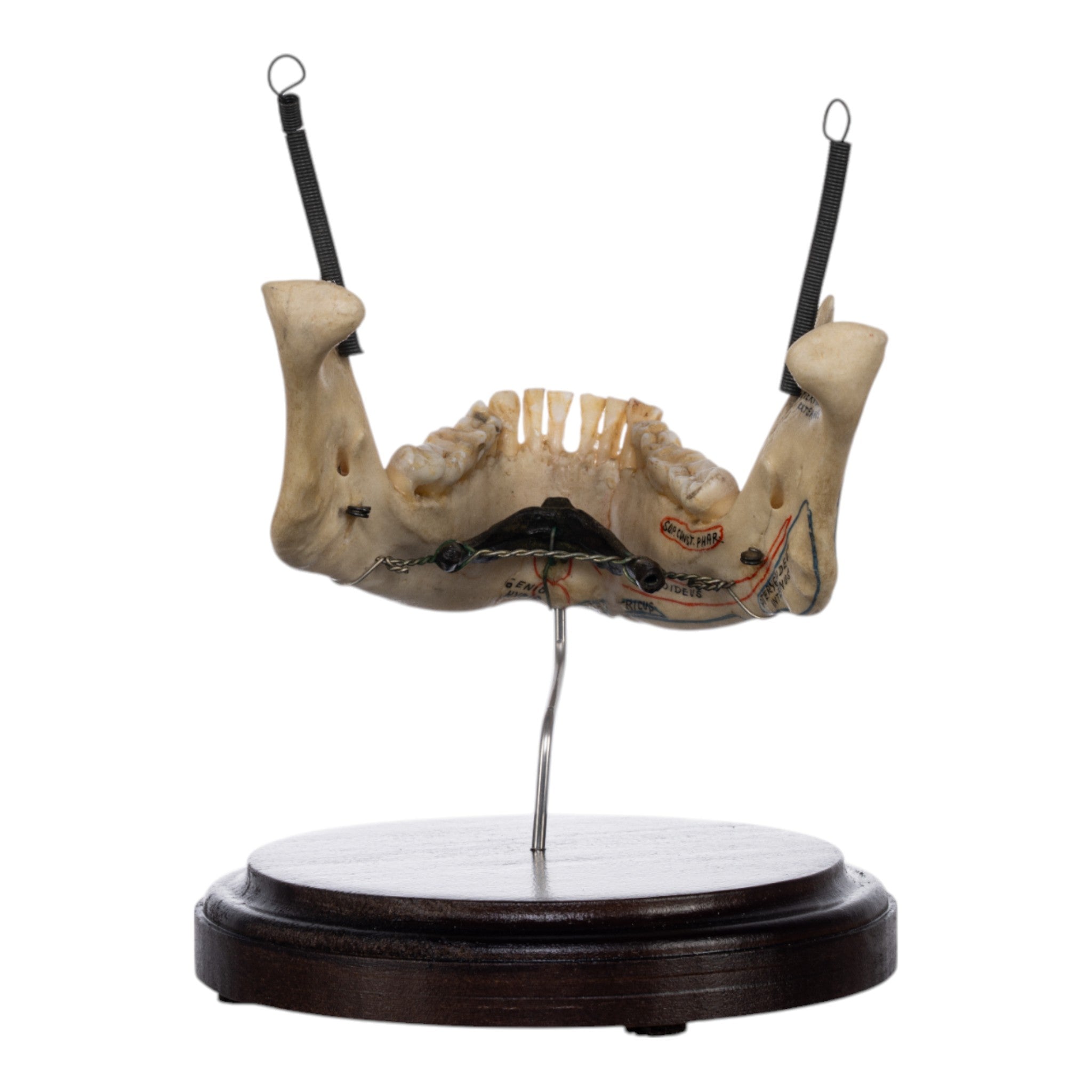 Real Human Mandible on Stand - Anatomical Skull Jawbone Model for Medical Study, Dental Education & Halloween Decor - Perfect for Doctors, Students & Collectors