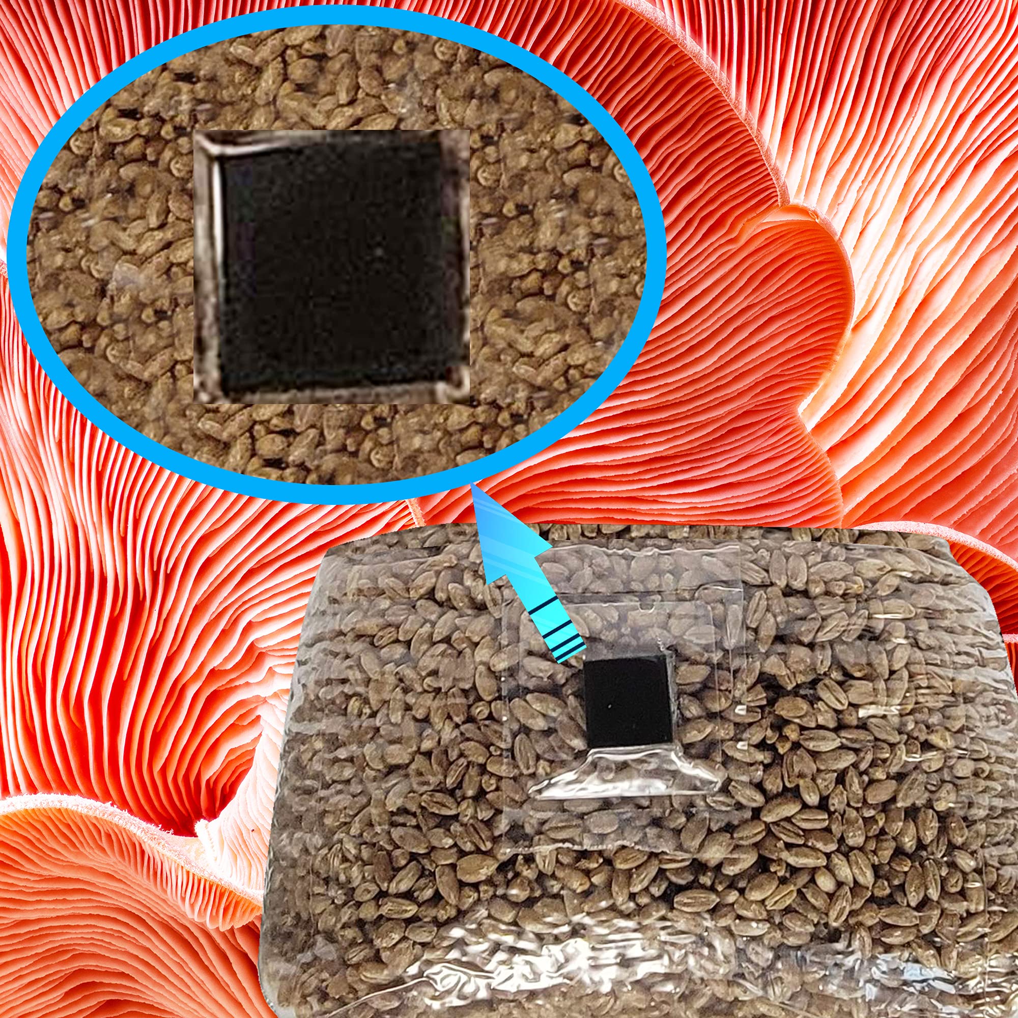 Premium Mushroom Grow Bags with Self-Healing Injection Port - 20 Pack - 0.2 Micron Filter Patch - 3mm Thick Autoclavable Polypropylene - Durable & Tear-Resistant for Home Mushroom Cultivation & Commercial Farming
