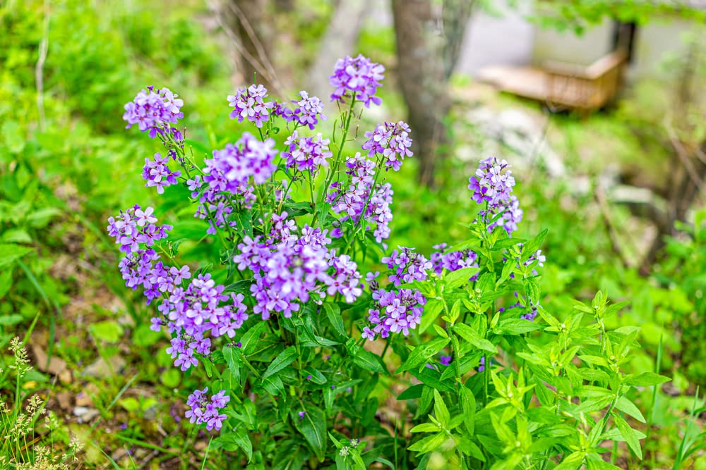 Dame's Rocket Flower Seeds (Hesperis matronalis) - 1000+ Non-GMO Heirloom Seeds per Packet by Isla's Garden Seeds - Perfect for Cottage Gardens, Pollinator-Friendly Landscapes & Cut Flower Arrangements