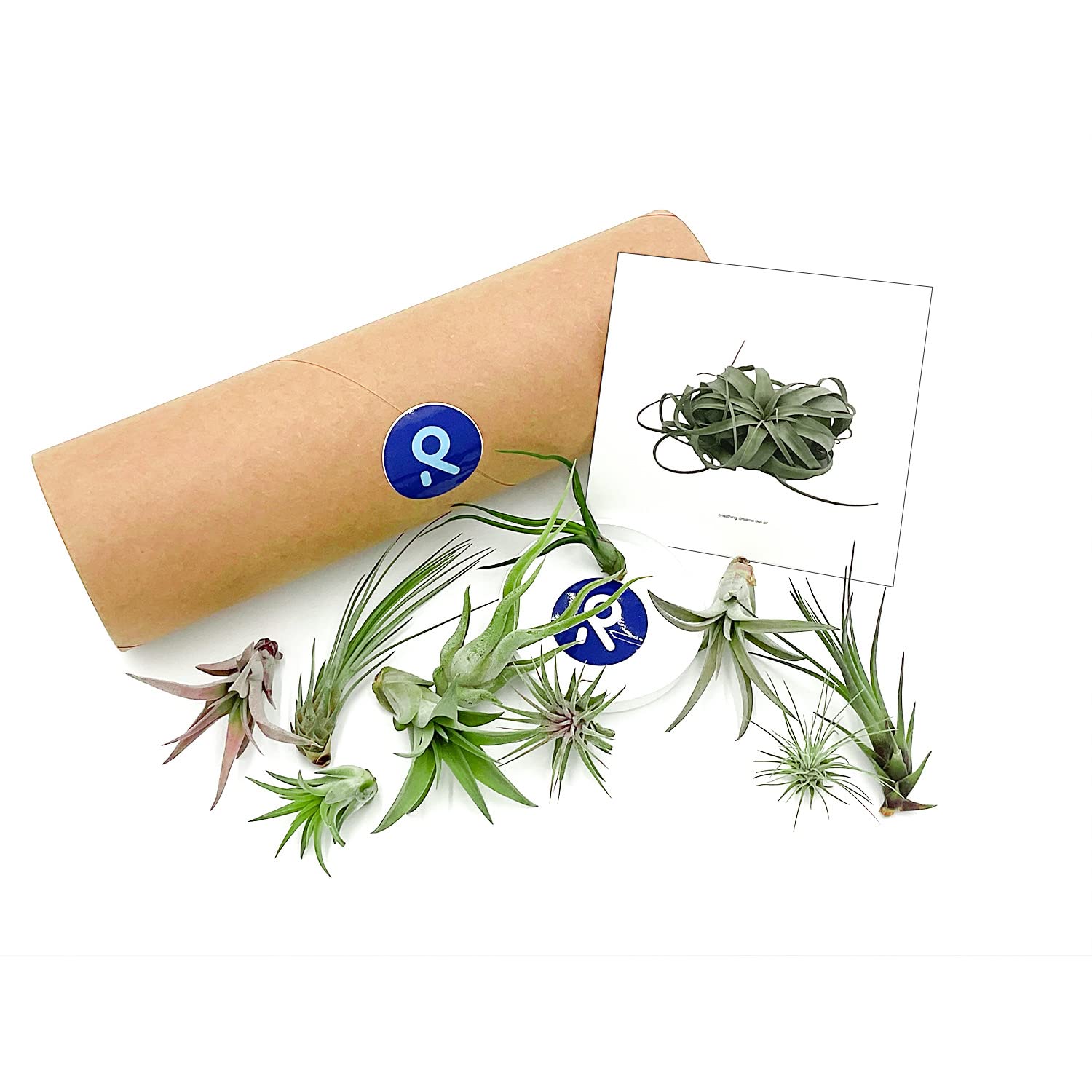 Air Plants - Tillandsia Variety Pack (10ct, 1-3