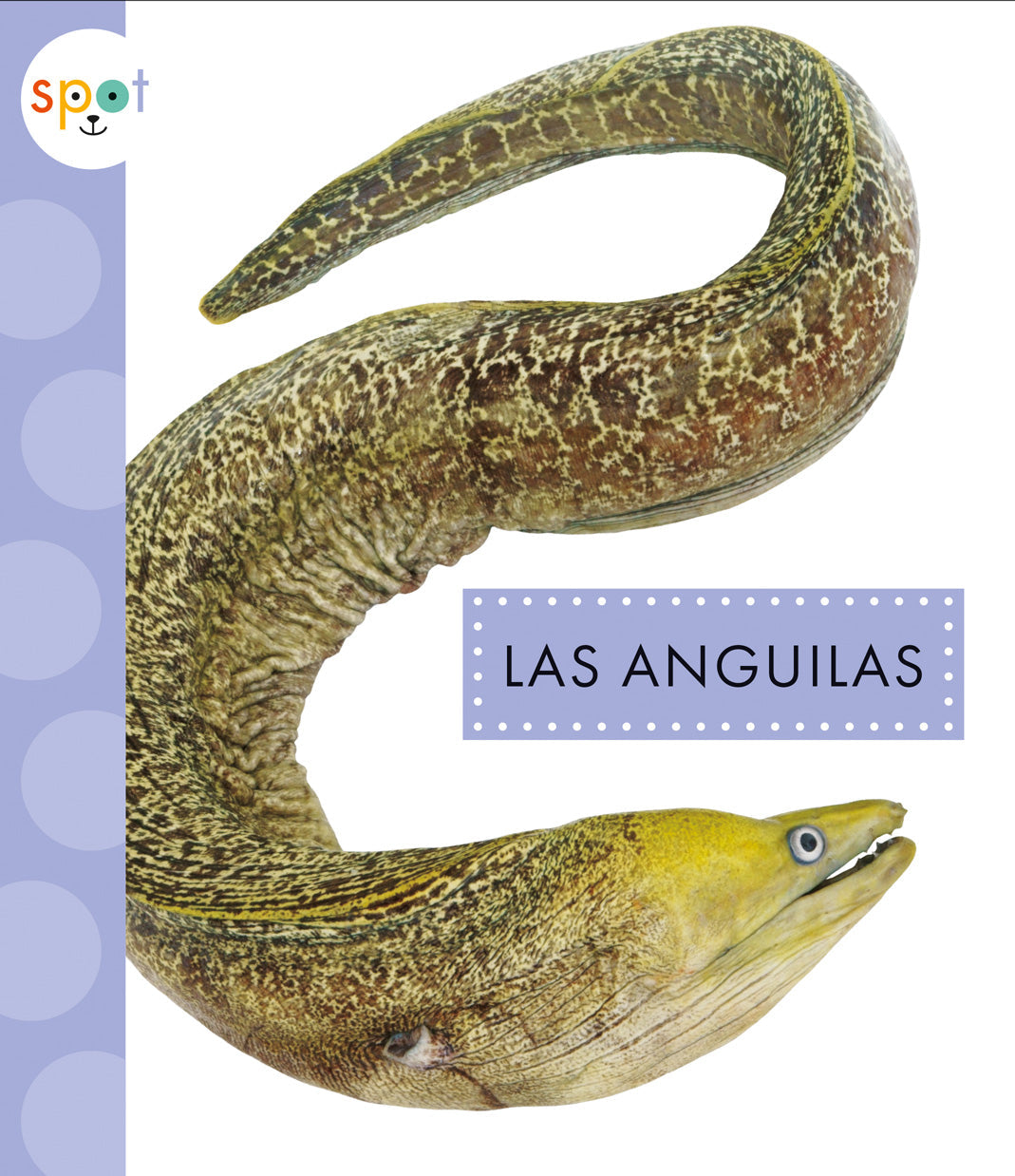 Premium Electric Eels for Aquariums & Exotic Pets – Live Freshwater Eels for Home Tanks & Aquatic Displays