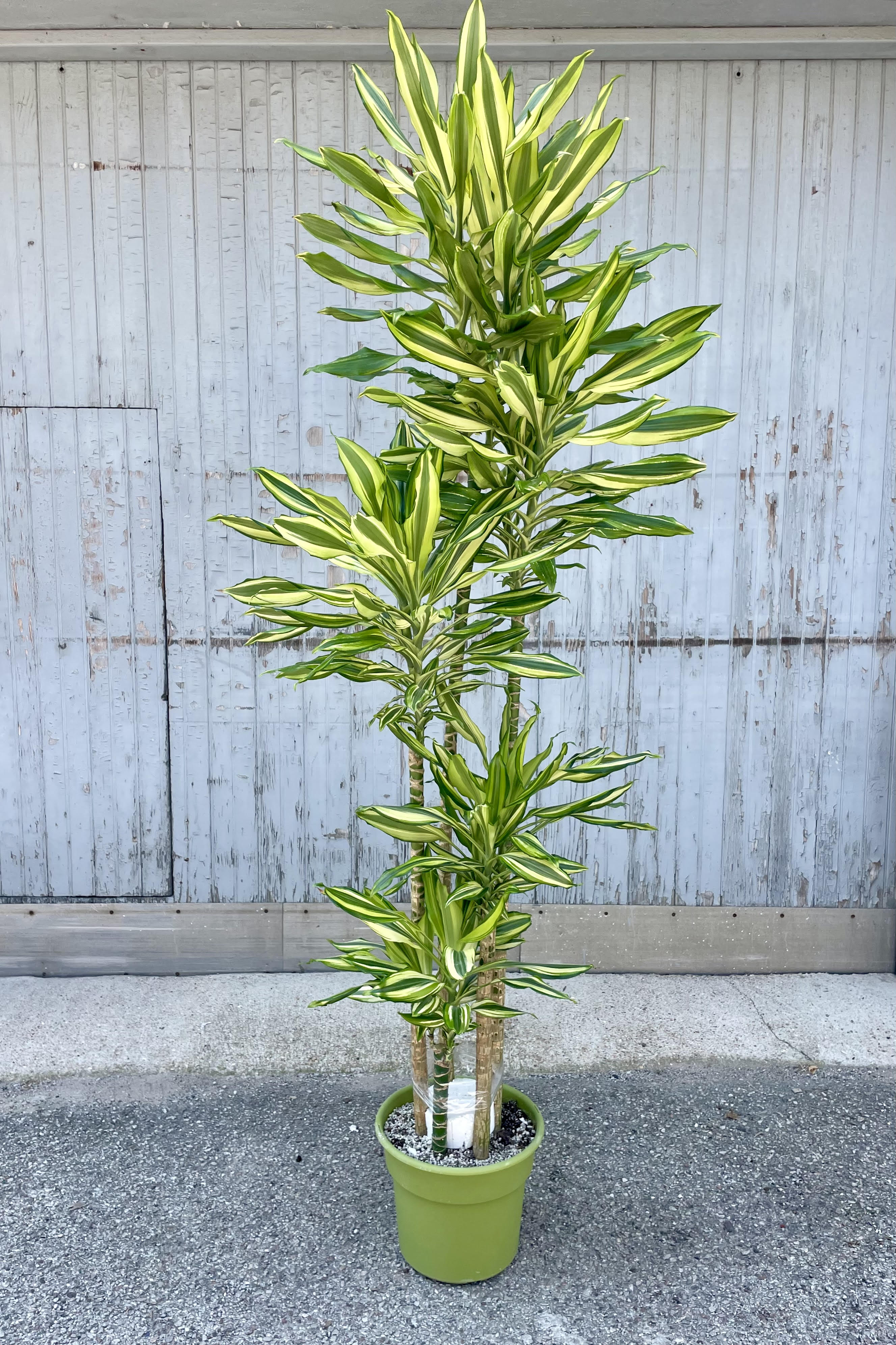 Dracaena 'Sol' Staggered Cane 12