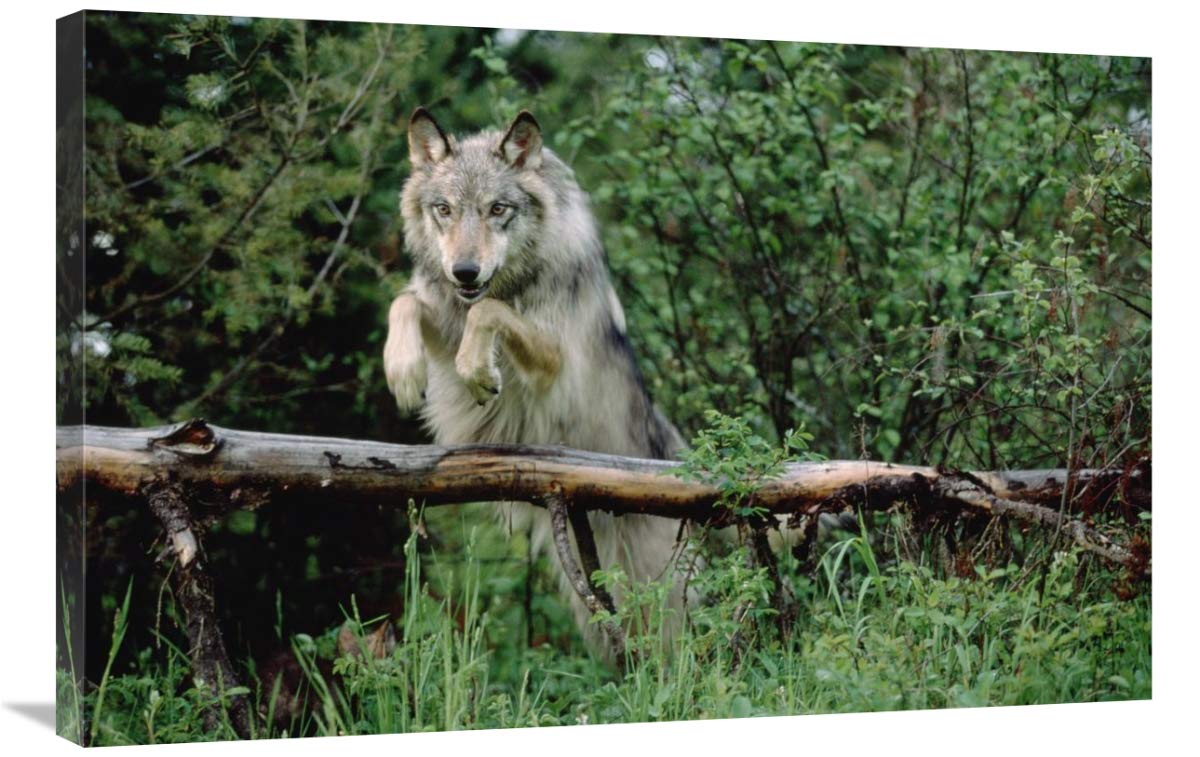 Timber Wolf Leaping Over Fallen Log Canvas Art Print - 36x24 Inches - North American Wildlife Wall Decor for Living Room, Office & Cabin