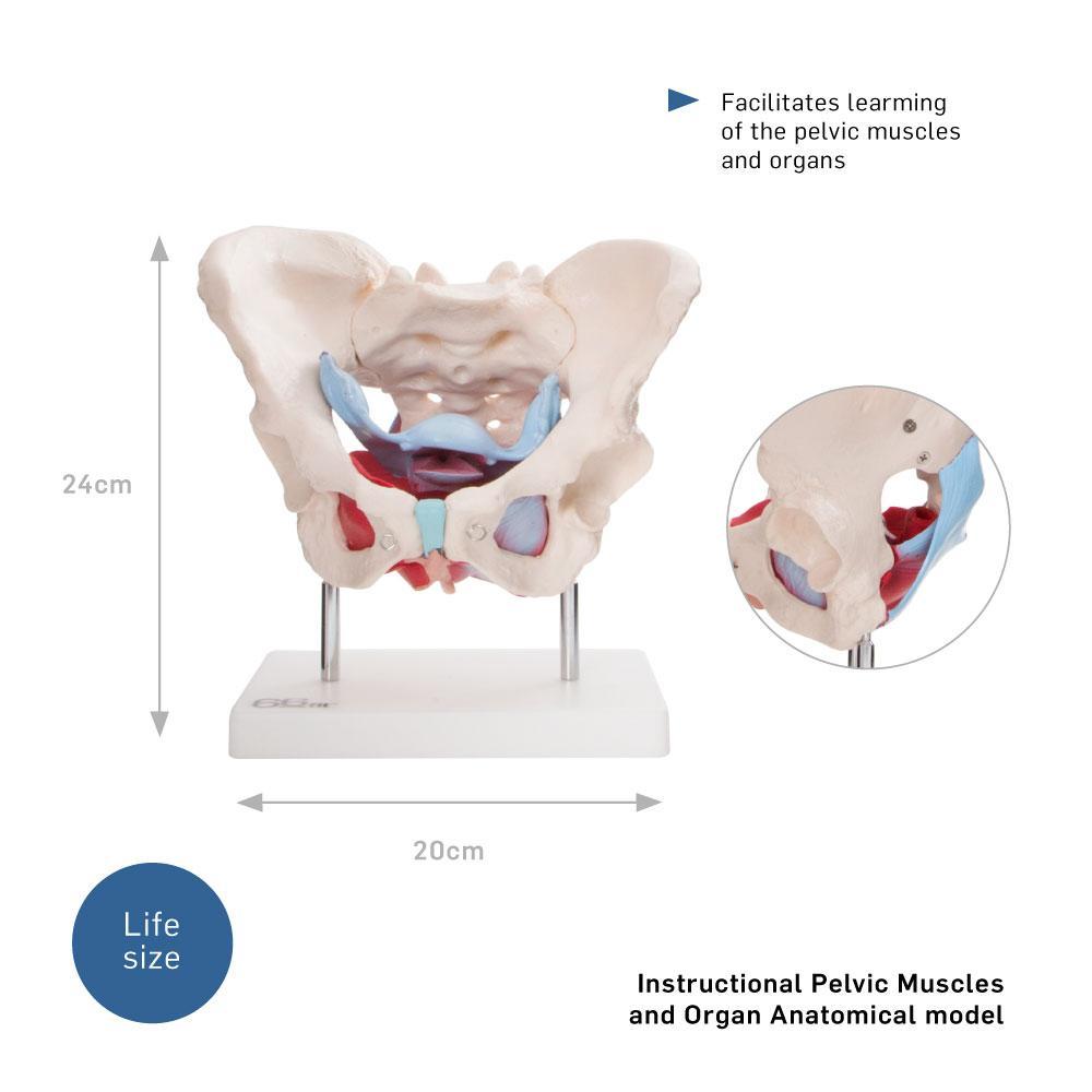 66Fit Female Pelvic Muscles & Organ Anatomical Model - Medical Education Tool for Gynecology, Physical Therapy & Nursing Training - Perfect for Classrooms, Clinics & Home Study