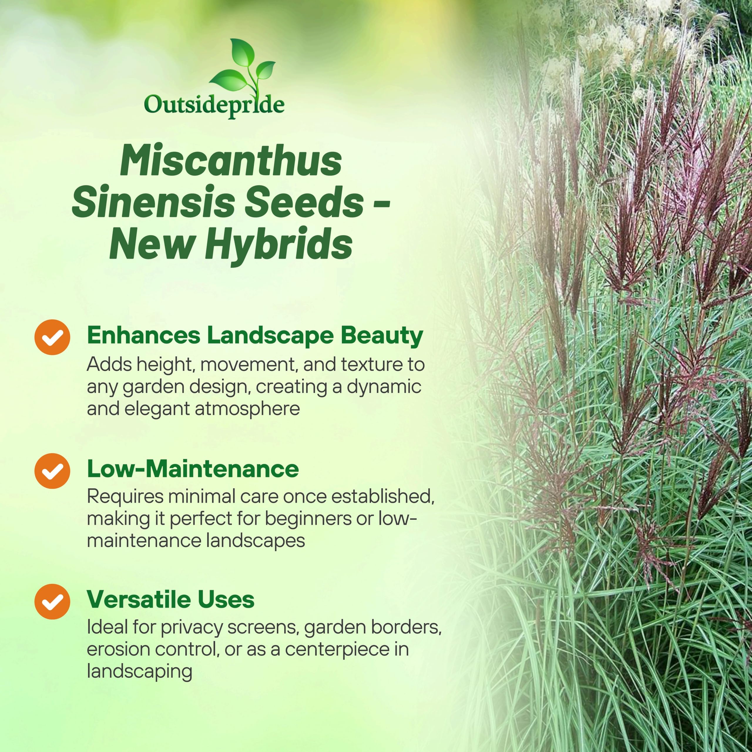 Outsidepride 250 Seeds - Perennial Miscanthus Sinensis (Chinese Silver Grass) Hybrid Ornamental Grass Seeds for Planting - Perfect for Landscaping, Garden Borders & Erosion Control