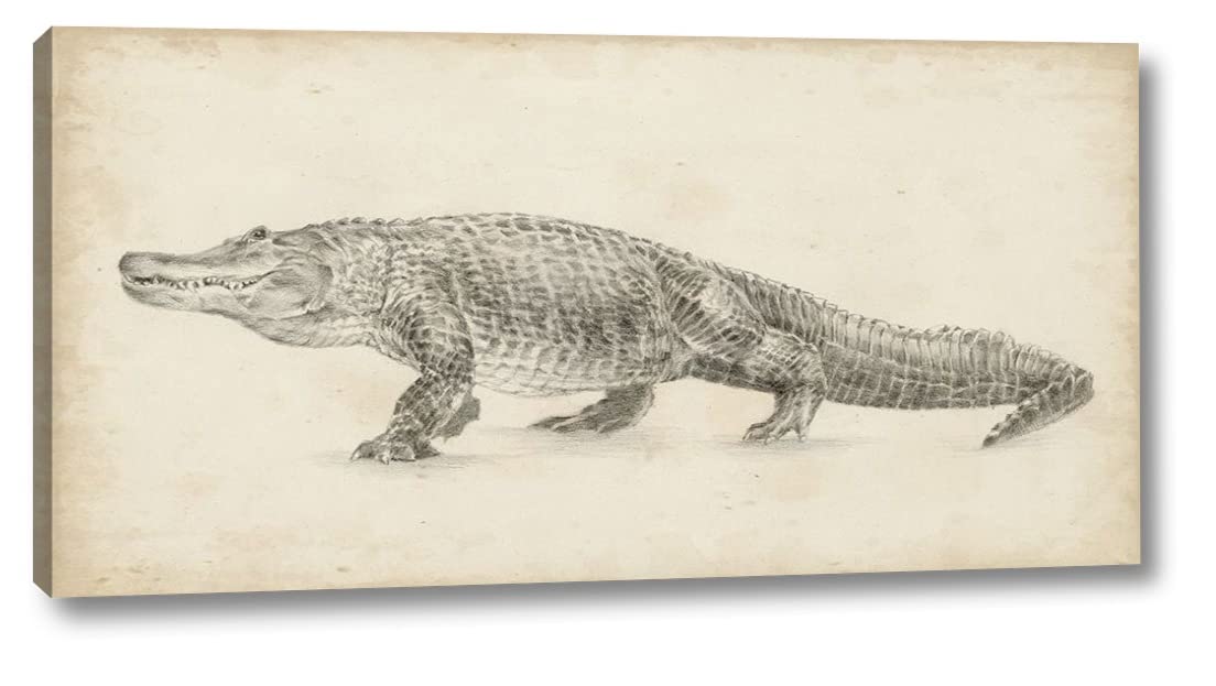 Ethan Harper Alligator Sketch - 12x24 Inch Canvas Art Print, Gallery Wrapped & Ready to Hang - Wildlife Wall Decor for Living Room, Office, or Bedroom