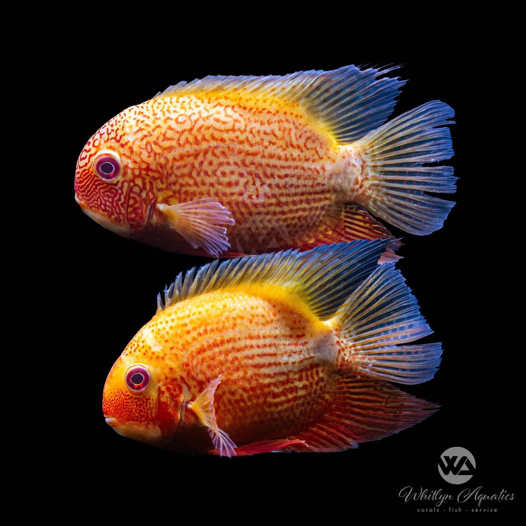 Premium Red Spot Severum (Heros severus) - Vibrant Tropical Fish for Aquariums | Perfect for Freshwater Tanks & Aquatic Displays