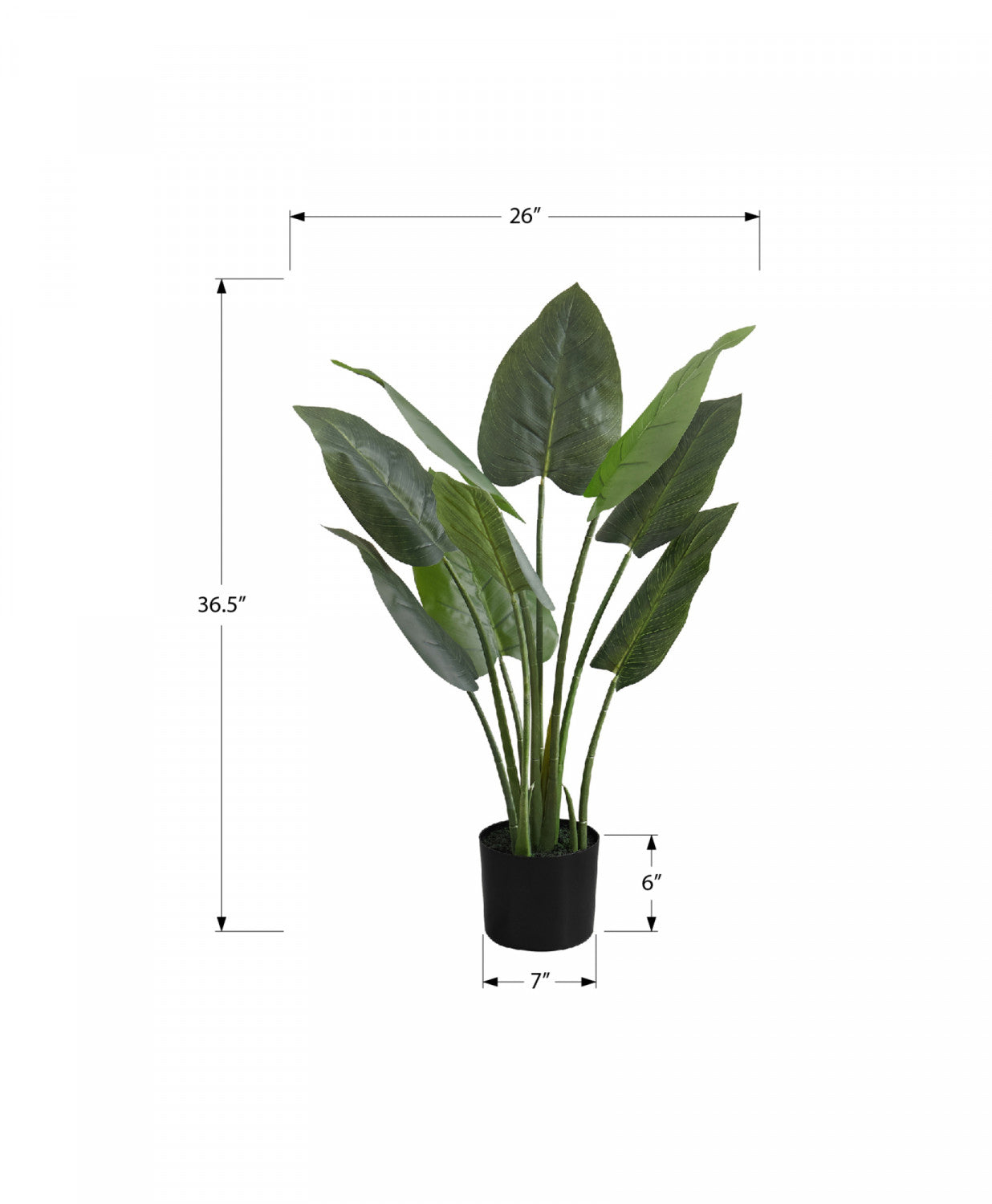 37 Aureum Pothos Plant in 5 Black Pots - Low Light Indoor Houseplant for Home, Office, or Bathroom Decor
