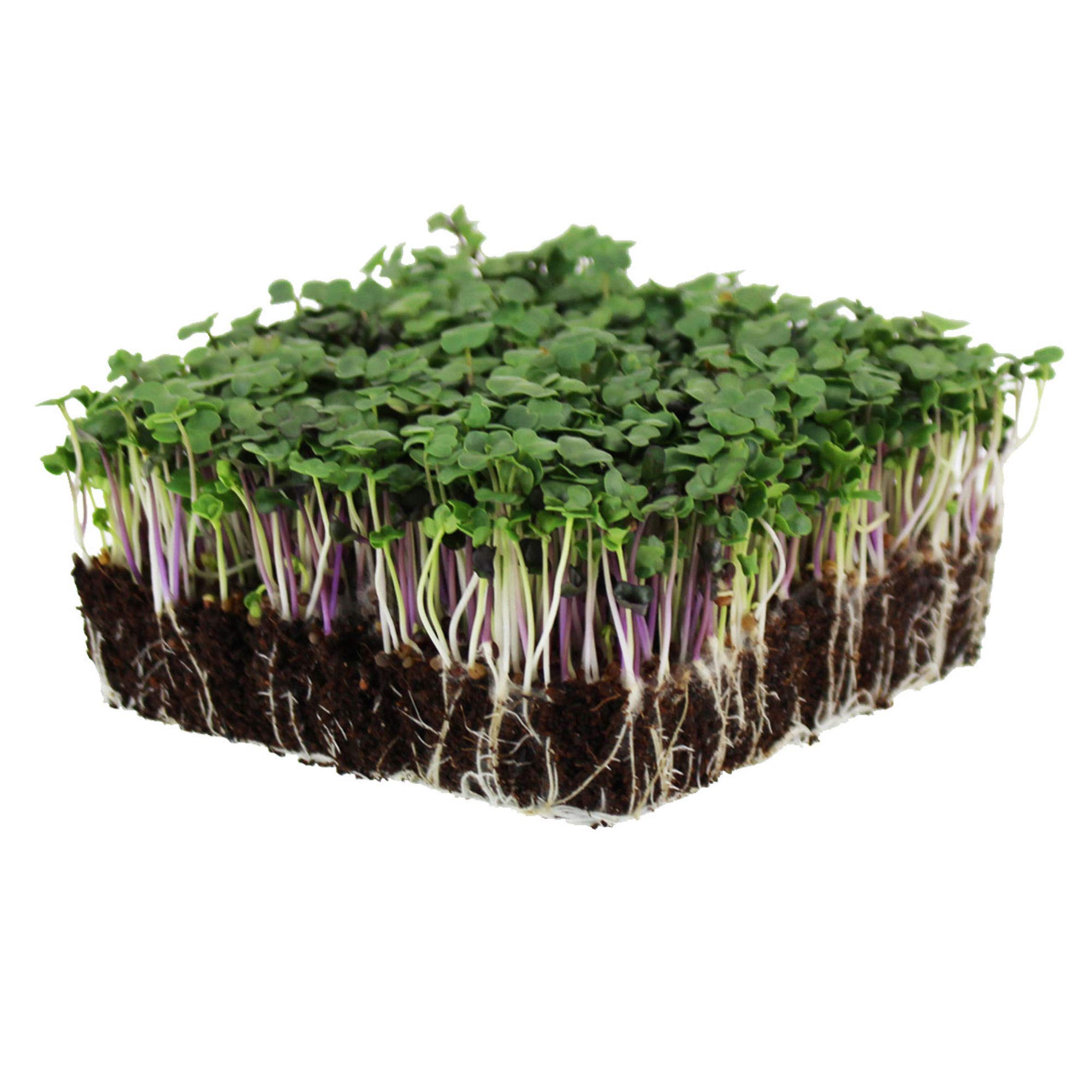 A Green Revolution in Your Kitchen: The Spicy Micro Salad Mix Story