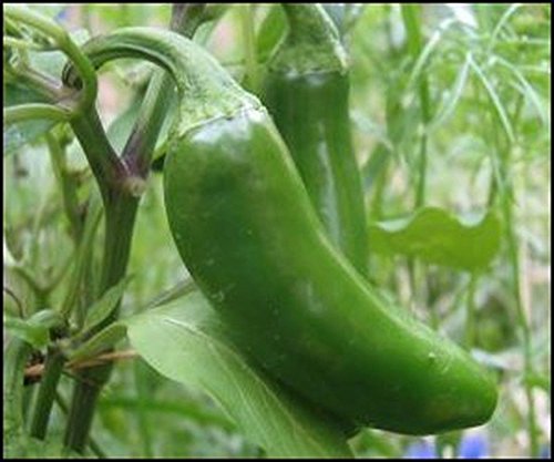 Giant Jalapeno Pepper Seeds - 25 Count, Large Mild Peppers for Stuffing, Cooking & Canning - Perfect for Home Garden, Mexican Cuisine & Pickling