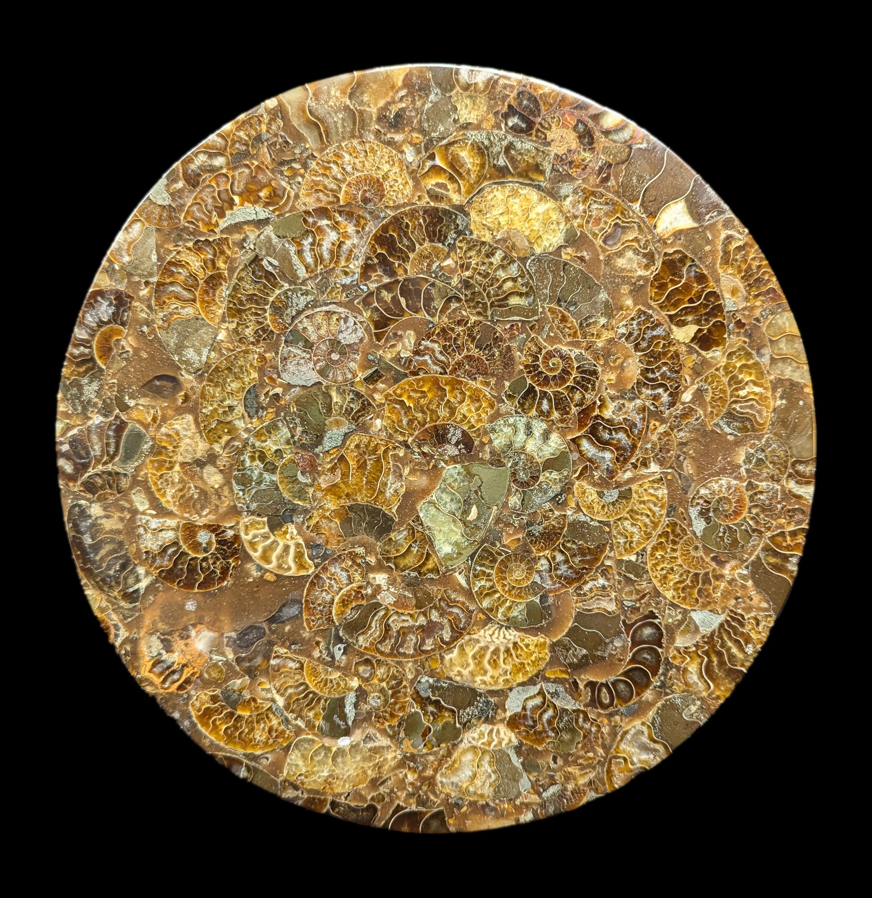 10 Pack Ammonite Fossil Coasters - Natural Stone Drink Coasters for Home & Office Decor - Perfect for Coffee Tables, Bars, and Gifts