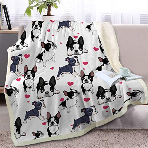 Boston Terrier