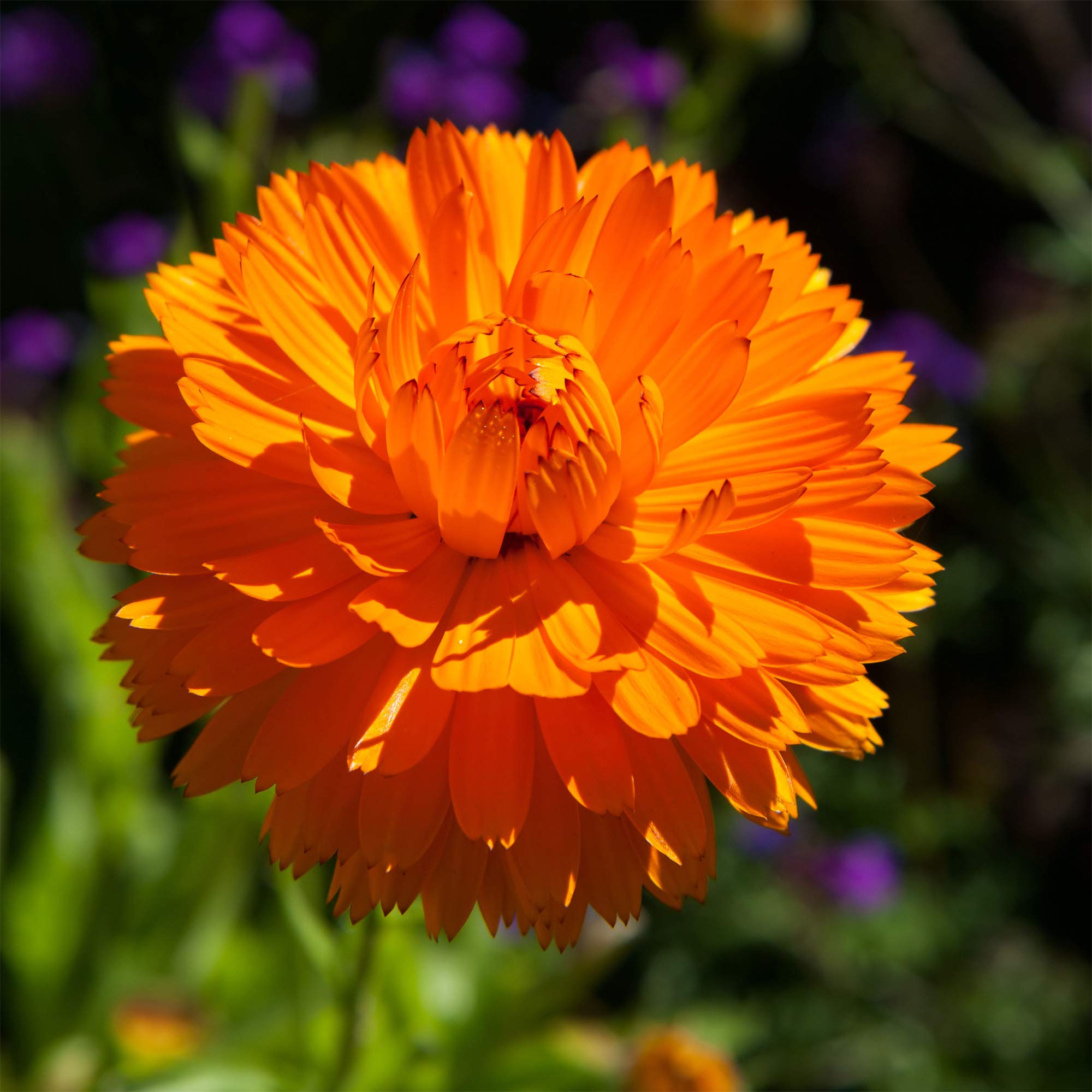 Outsidepride 1000 Seeds Annual Calendula Orange King Pot Marigold Flower Seeds for Planting - Perfect for Garden Beds, Borders & Container Gardening
