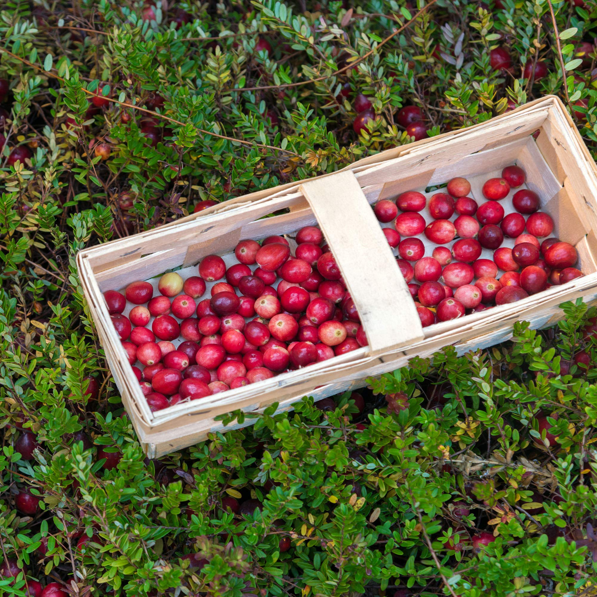 Outsidepride Vaccinium Macrocarpon Cranberry Garden Fruit Plants - 250 Seeds for Home Gardening, Fresh Berries & Healthy Smoothies