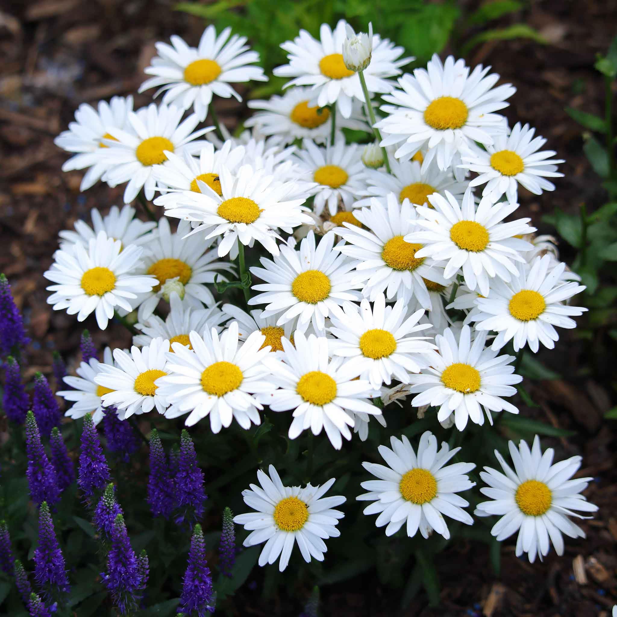 Eden Brothers Daisy Seeds - Shasta Daisy Flower Seeds for Planting | Non-GMO, Heirloom | Perfect for Gardens, Borders & Cut Flower Arrangements